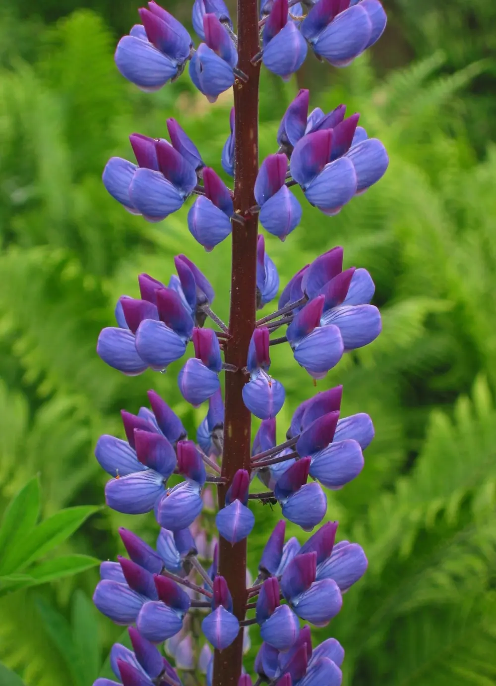 Lupinus_polyphyllus