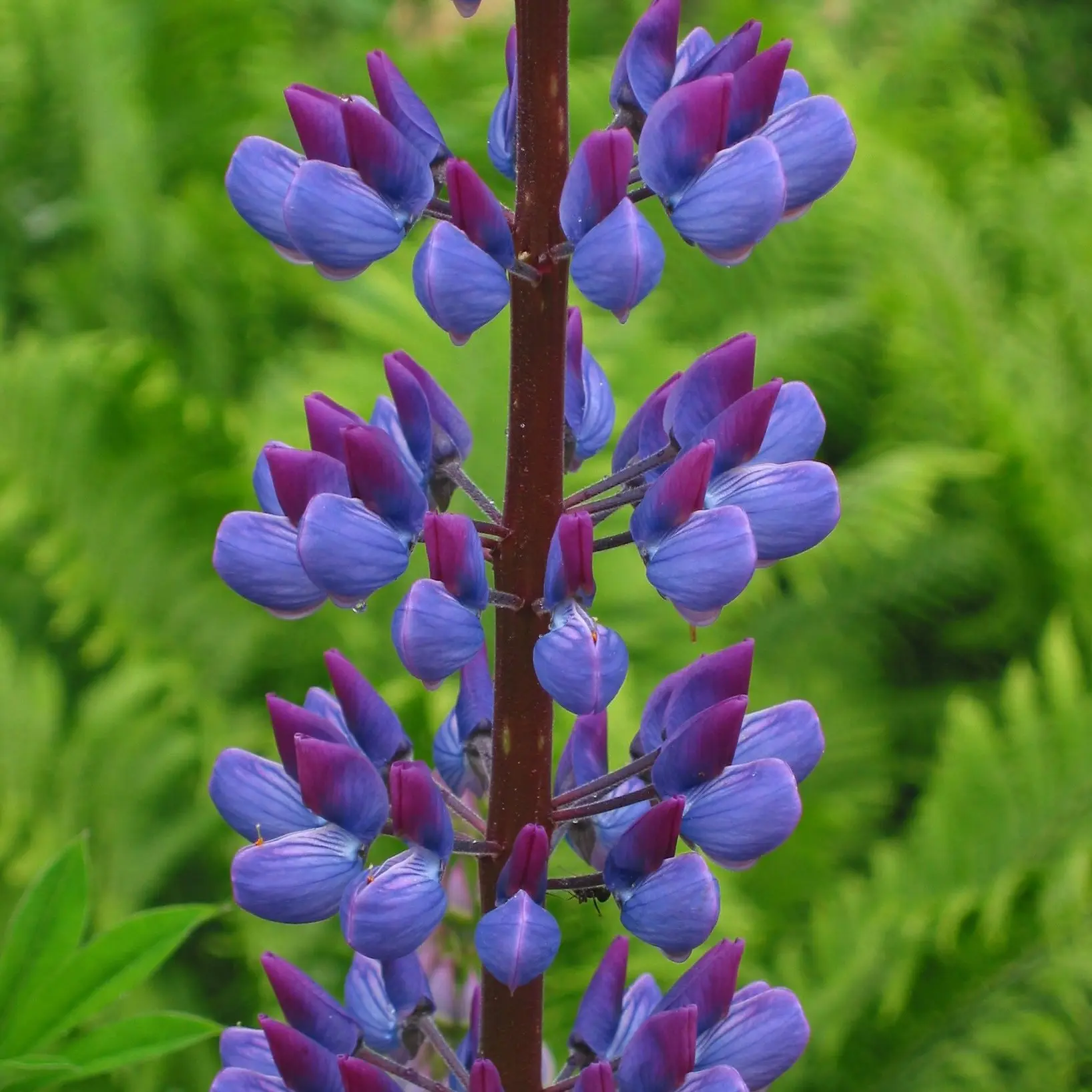 Lupinus_polyphyllus