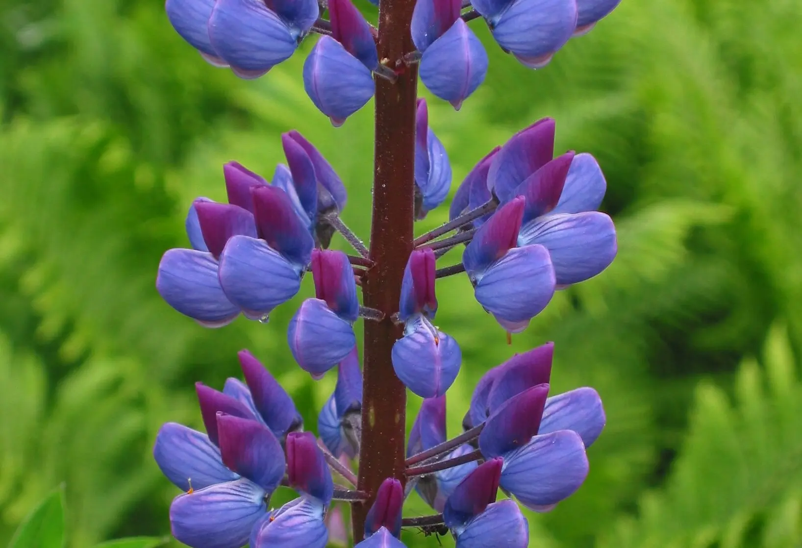 Lupinus_polyphyllus