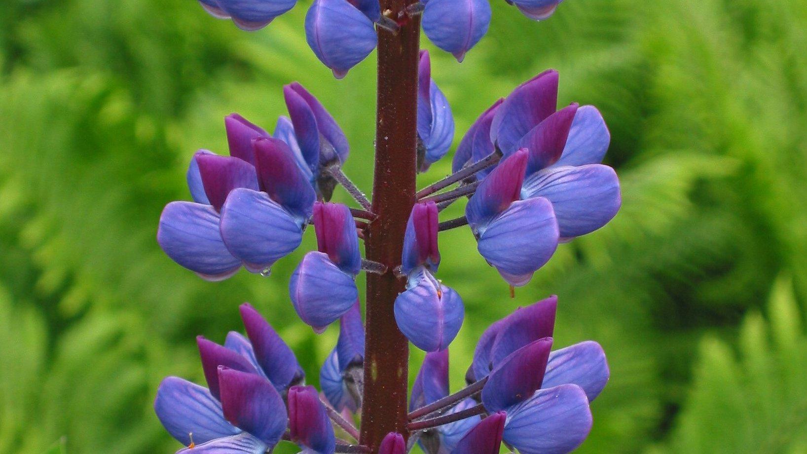 Lupinus_polyphyllus