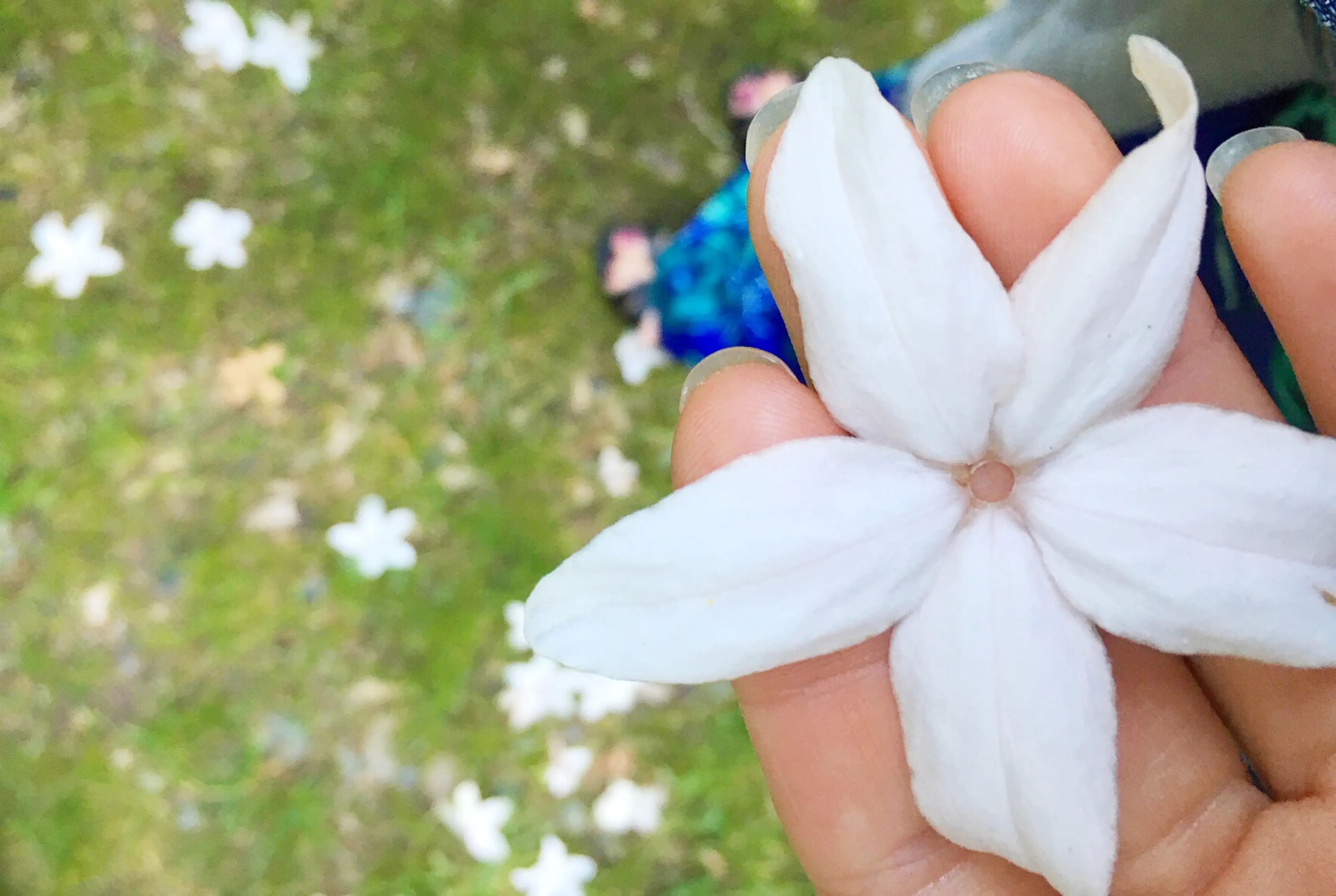 Spring is Coming – Vancouver Gardens to Wander and Explore