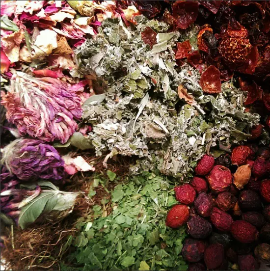 Nettle, red clover, rose hips, rose petals, hawthorne, corn silk, and red raspberry Photo credit: Bronwen Erickson @birchwoodherbals