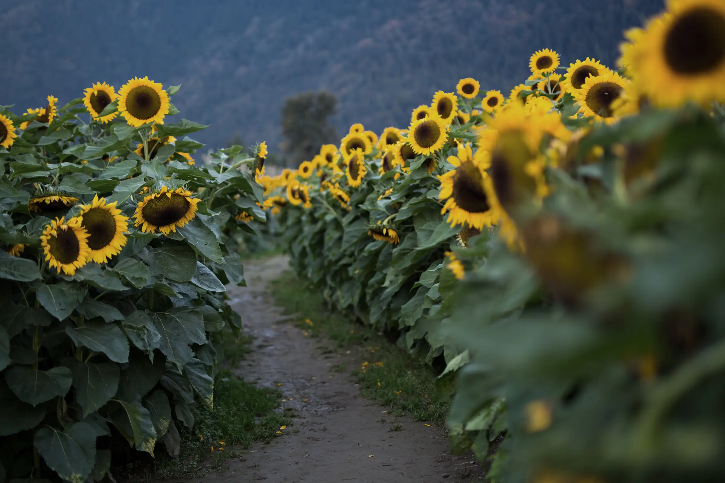 Pathway through a field of blooming sunflowers with mountains in the background.