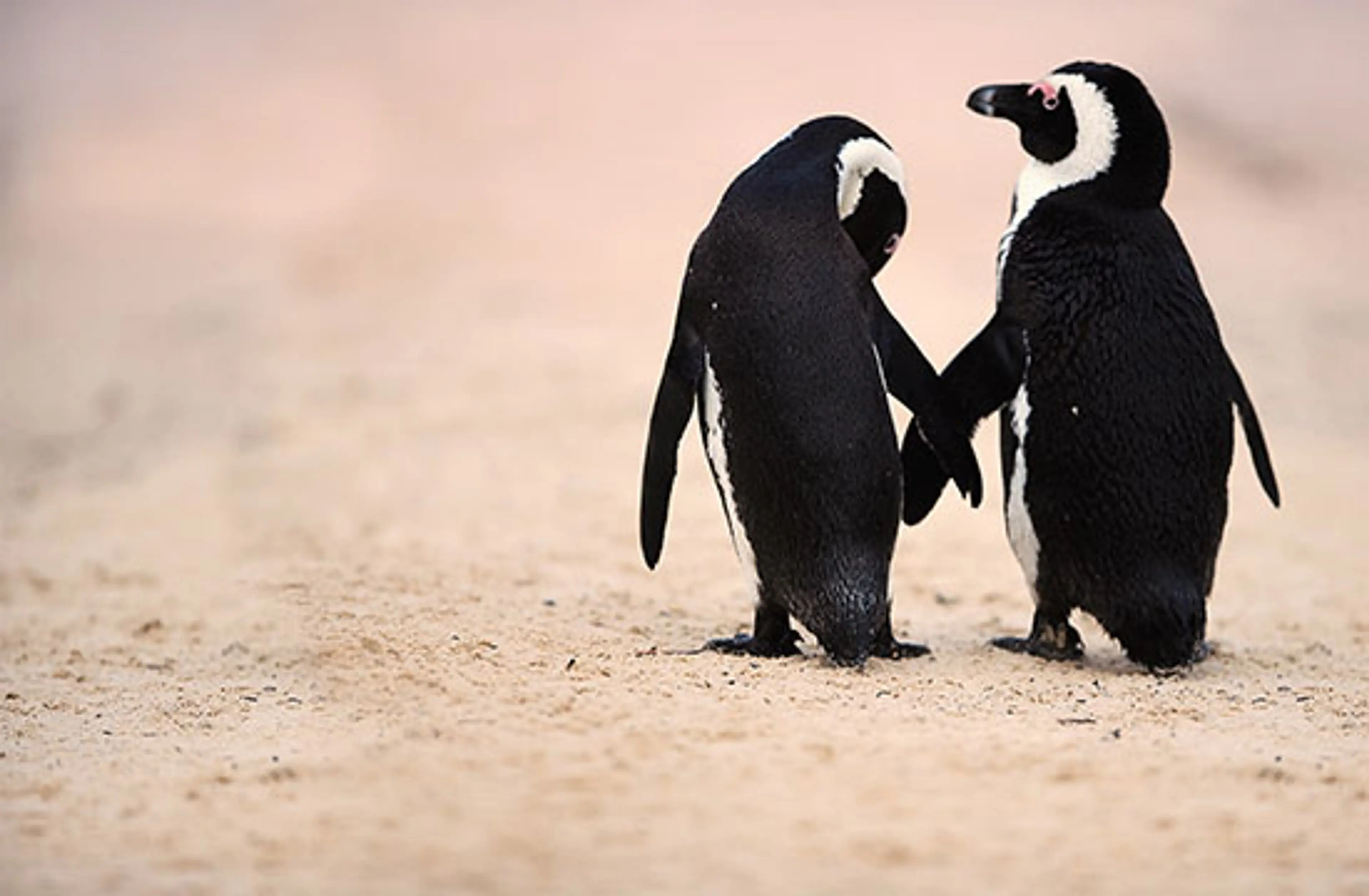 Celebrate Summer Love at Vancouver Aquarium’s After Hours