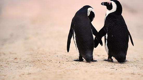 Celebrate Summer Love at Vancouver Aquarium’s After Hours