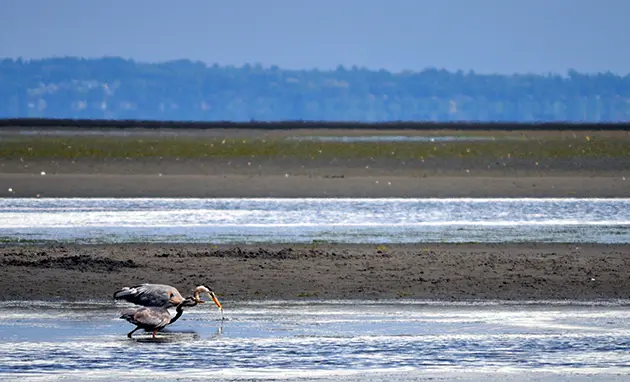 Great blue heron at Boundary Bay Regional Park