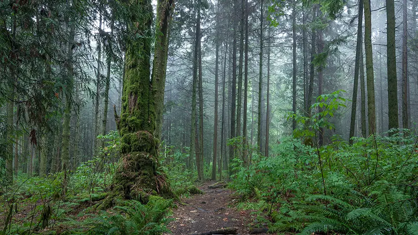 Stanley Park's Interior Forest