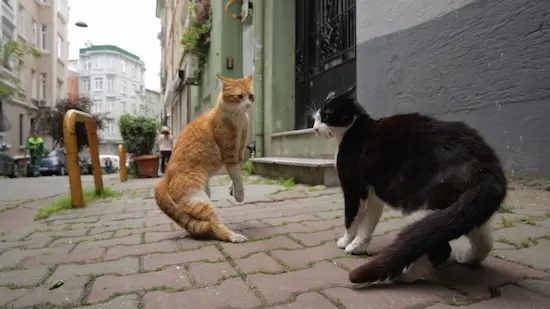 See the Turkish cat film Variety called “magical and remarkable”