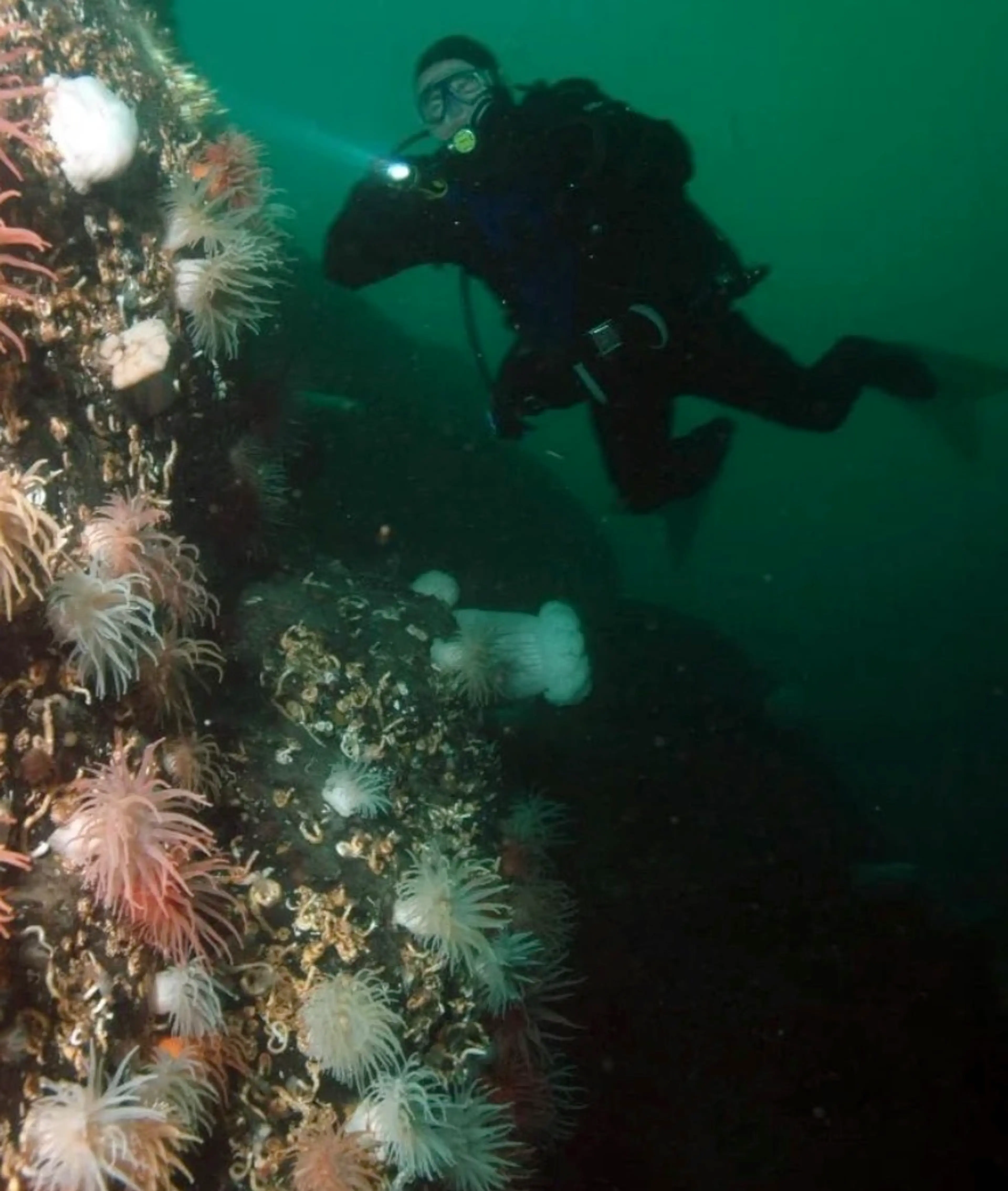 Scuba diving in Howe Sound