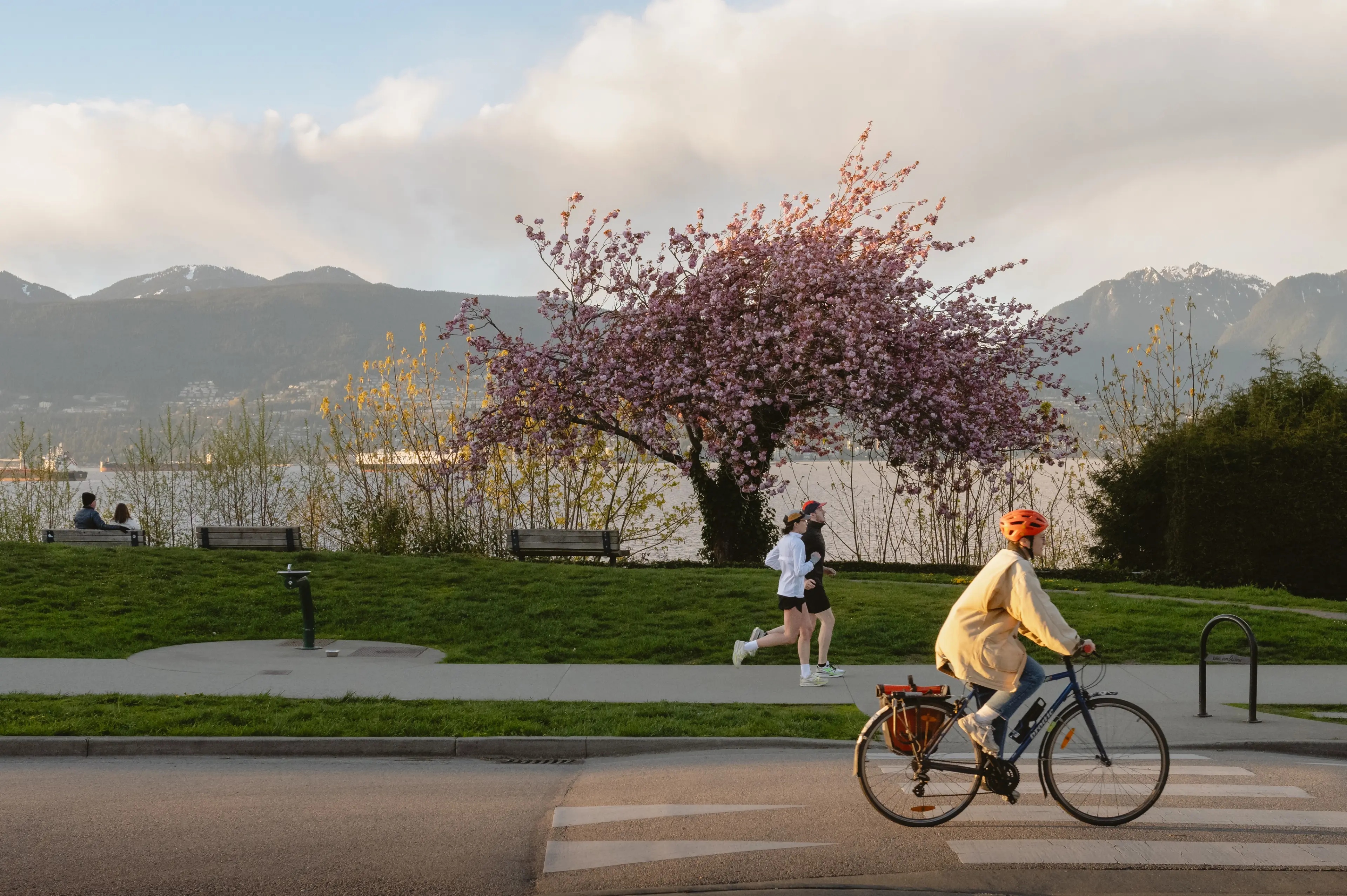 A cyclist bikes past a cherry tree in blossom.