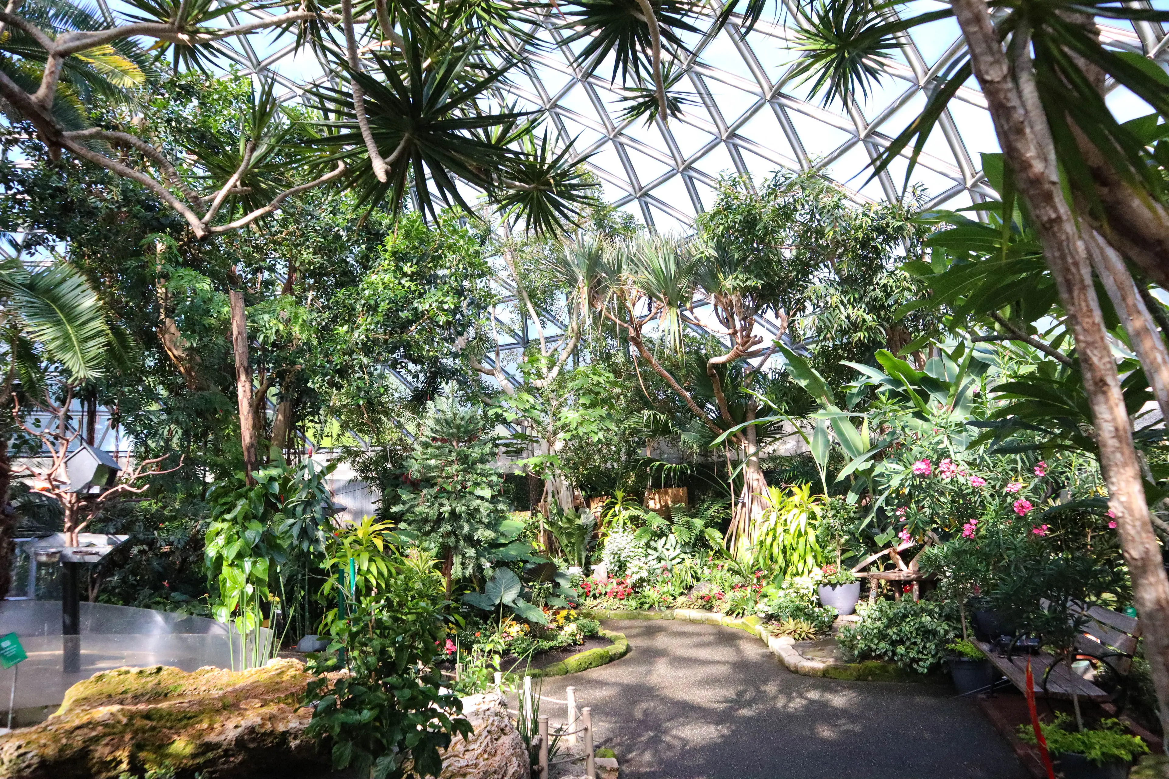 Interior image with tropical plants of the Bloedel Conservatory in Vancouver.