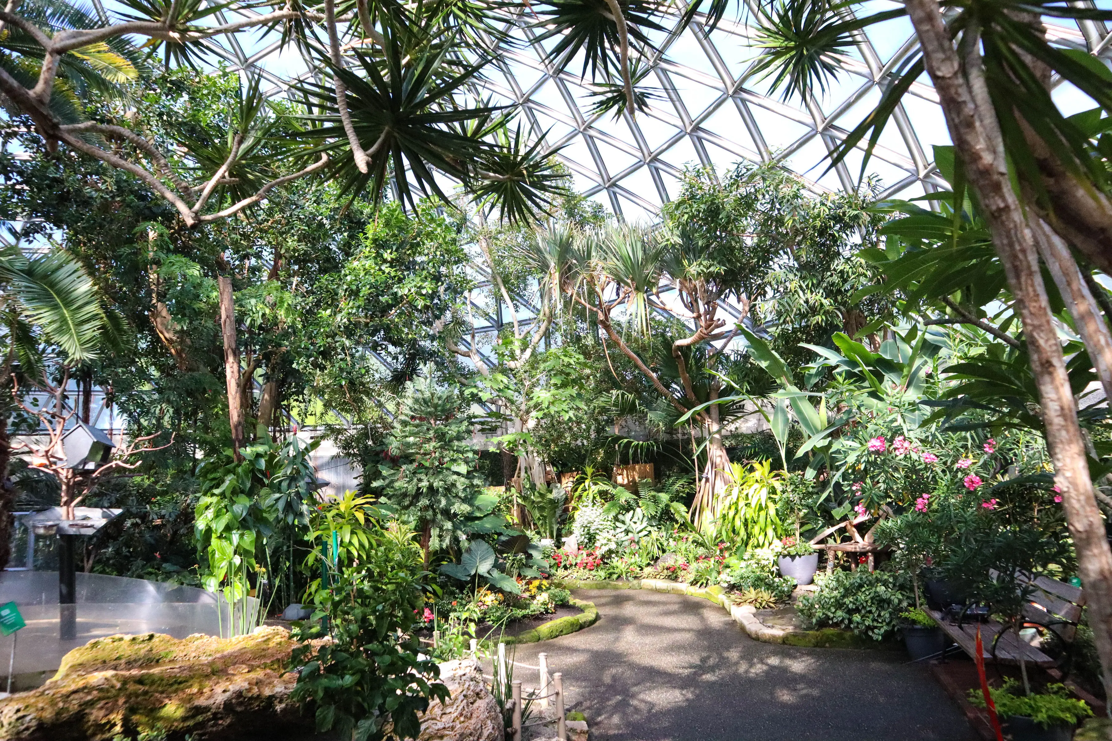 Interior image with tropical plants of the Bloedel Conservatory in Vancouver.