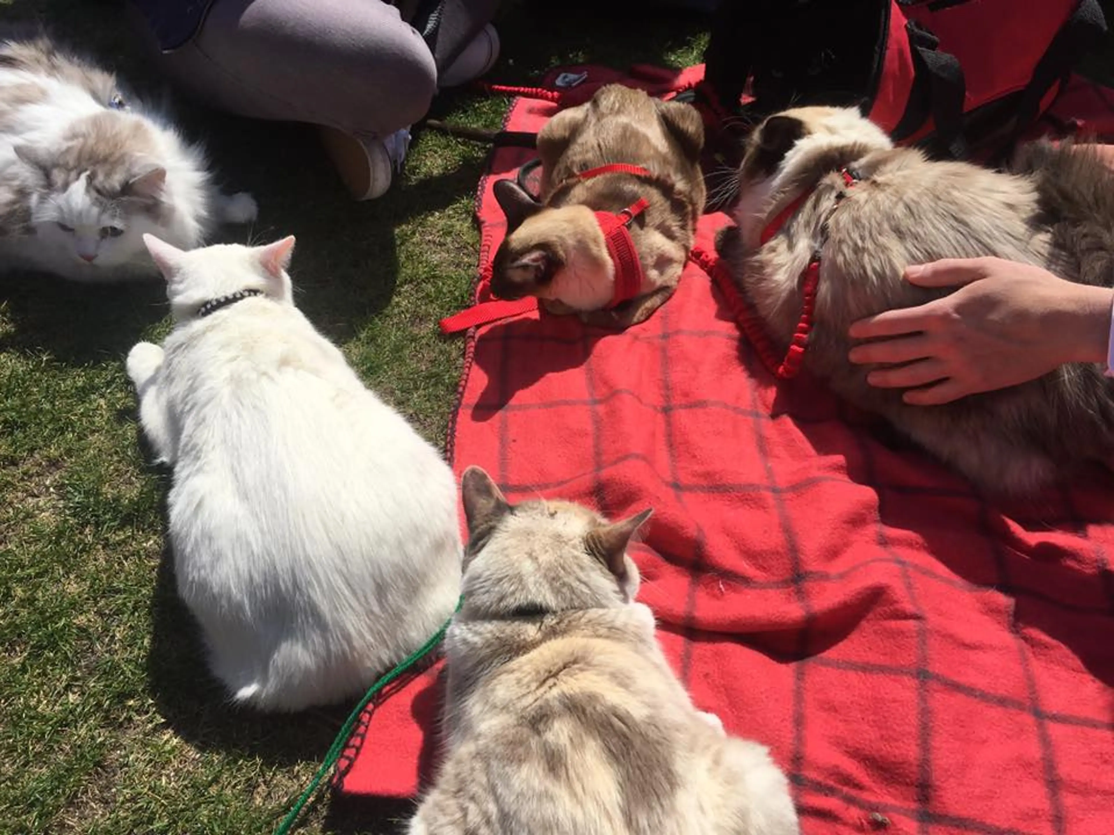 It’s a Kitty Cat Picnic at First Caturday in Queen Elizabeth Park