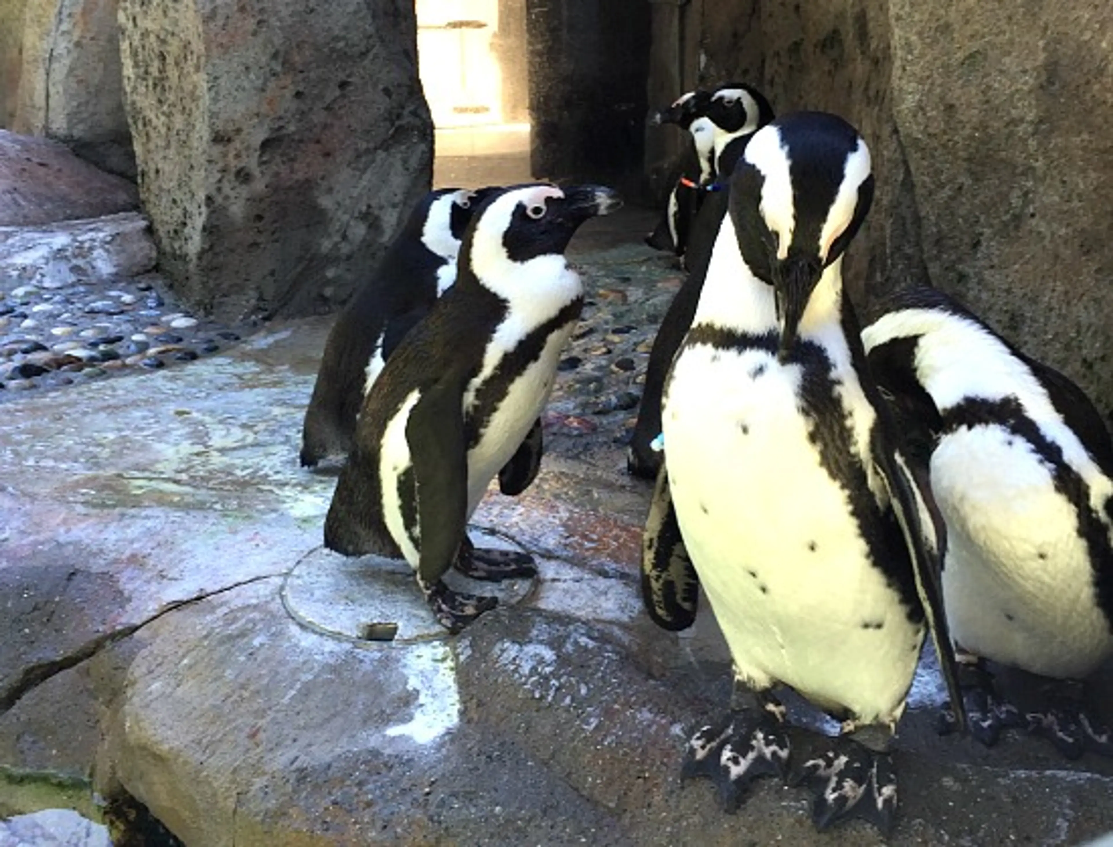 Group of six black and white penguins standing on rocky ground near a cave-like structure.