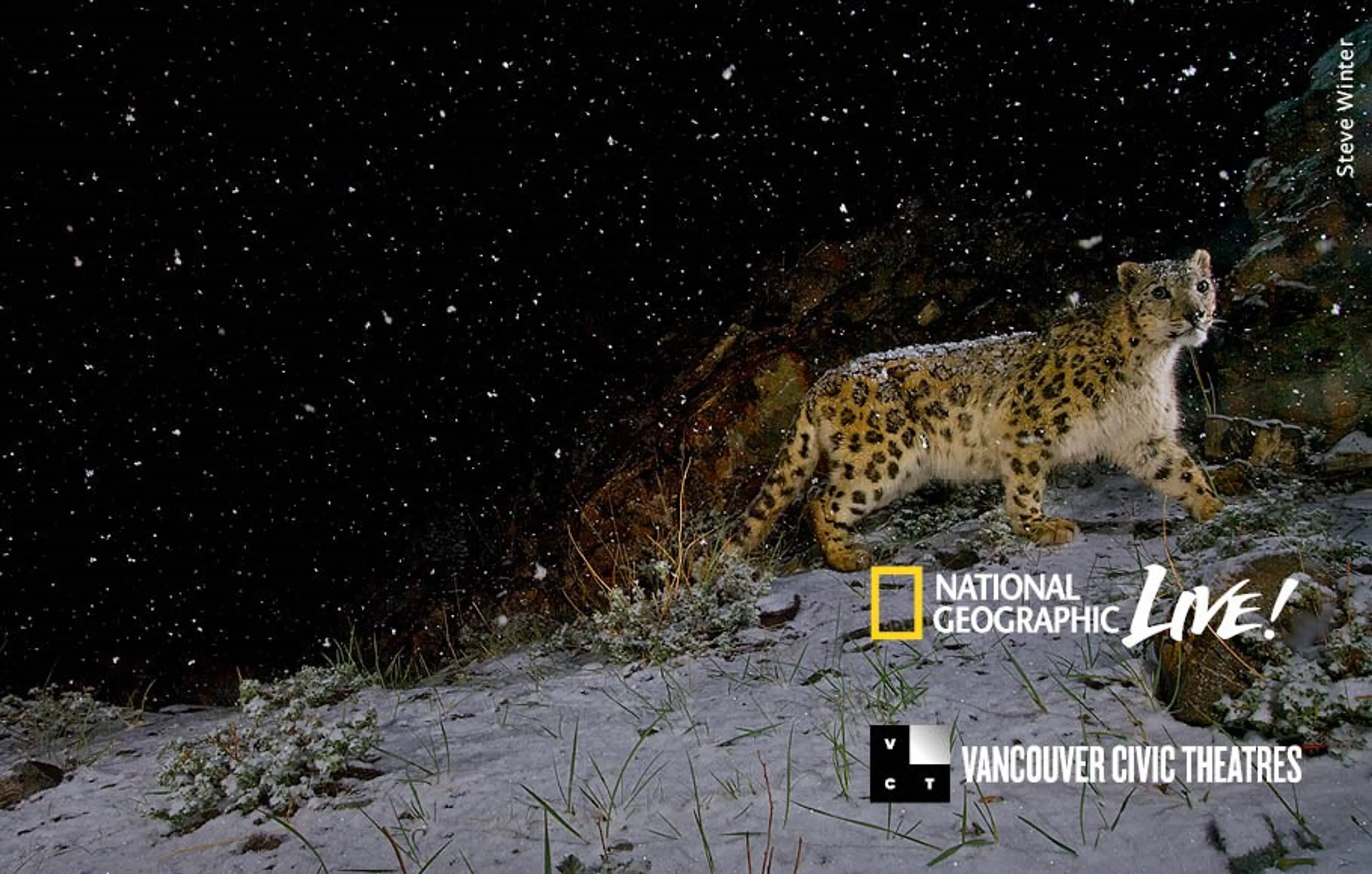 Stalking Big Cats at the Orpheum Theatre