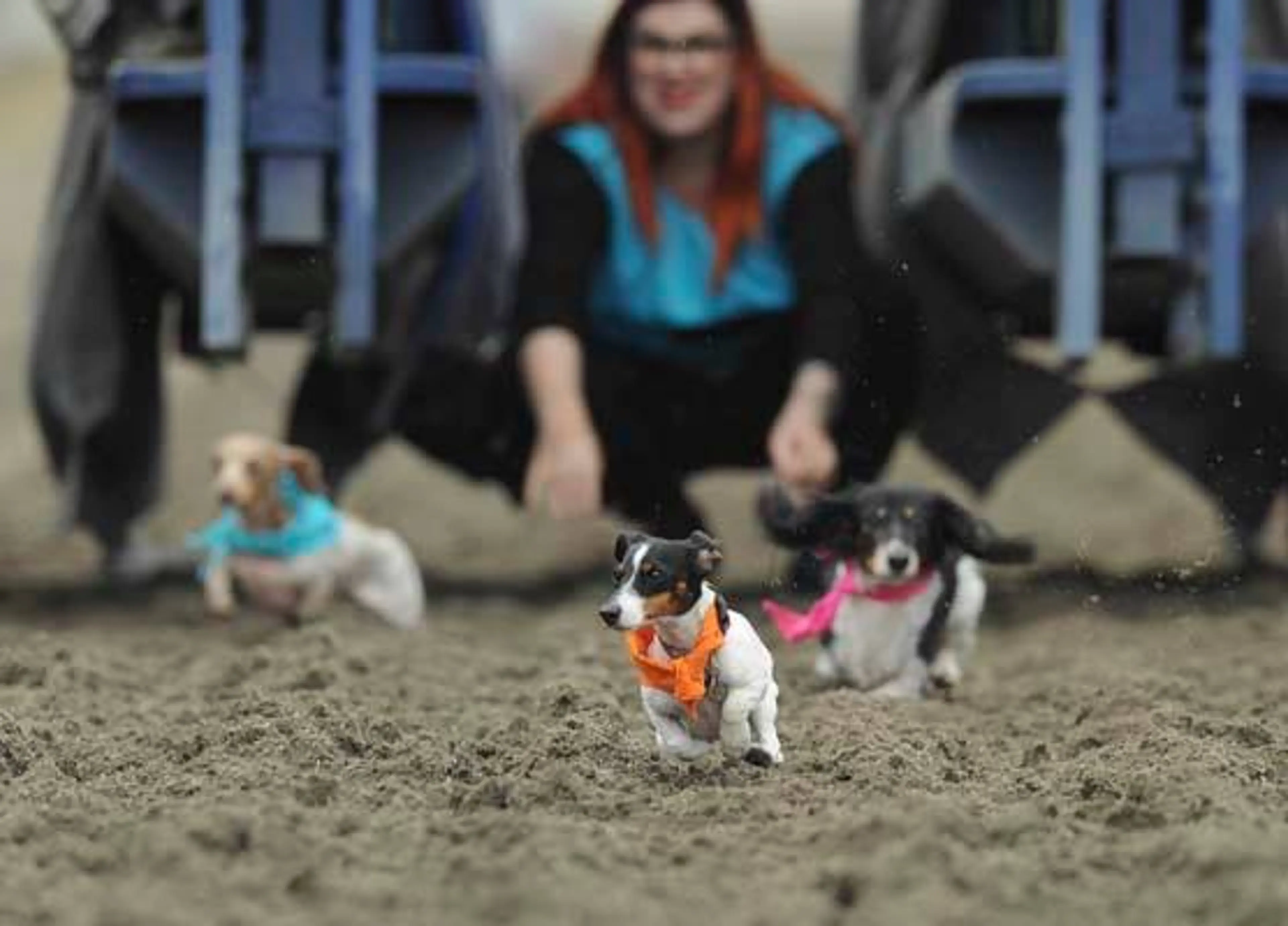 Wiener Dog Races Set for this Weekend at Hastings Racecourse!