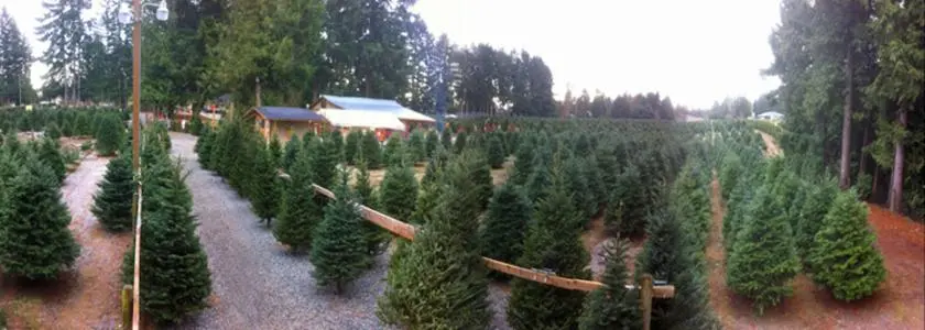 Frosty's Family Christmas Tree Farm near Vancouver