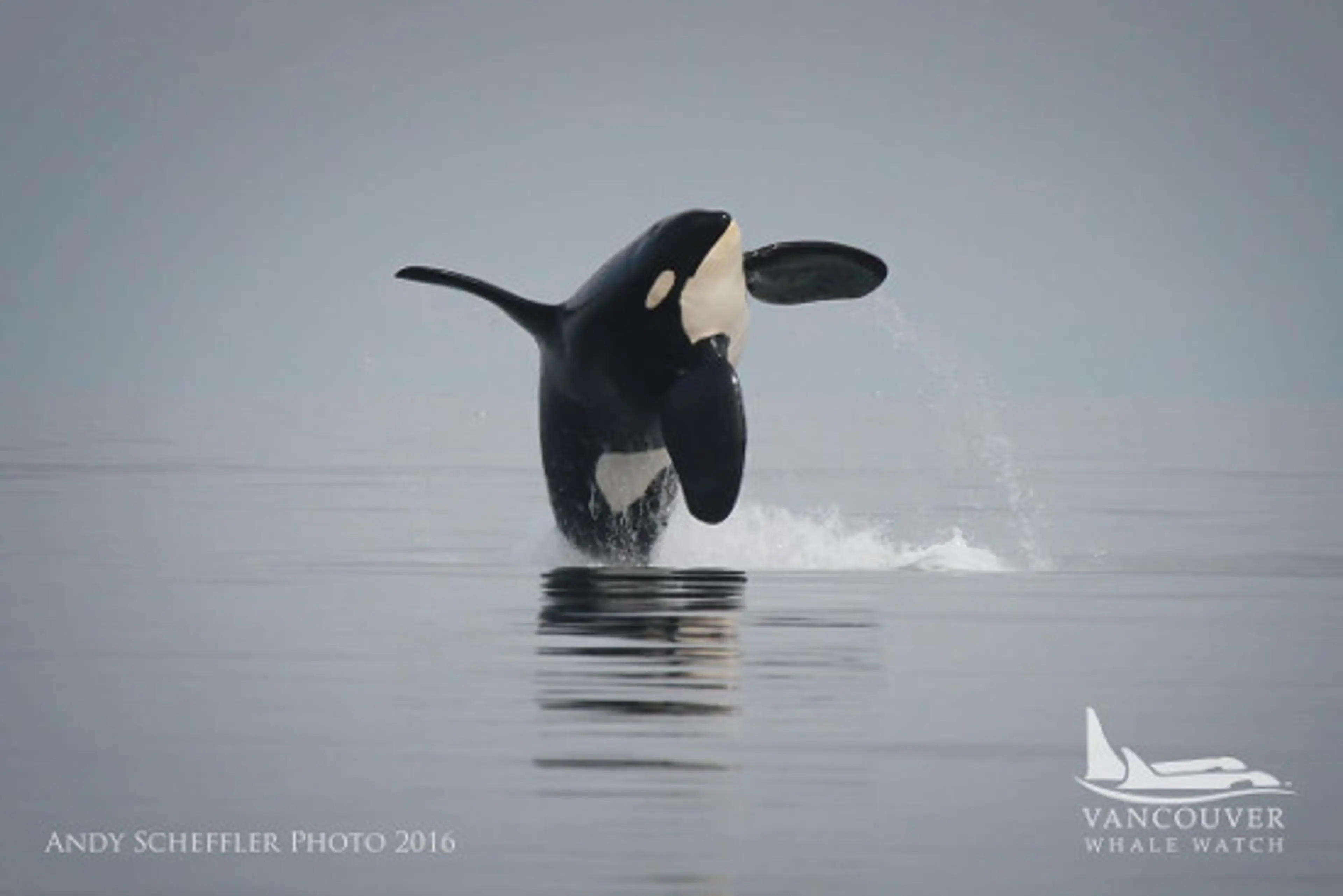 photo: Andy Scheffler