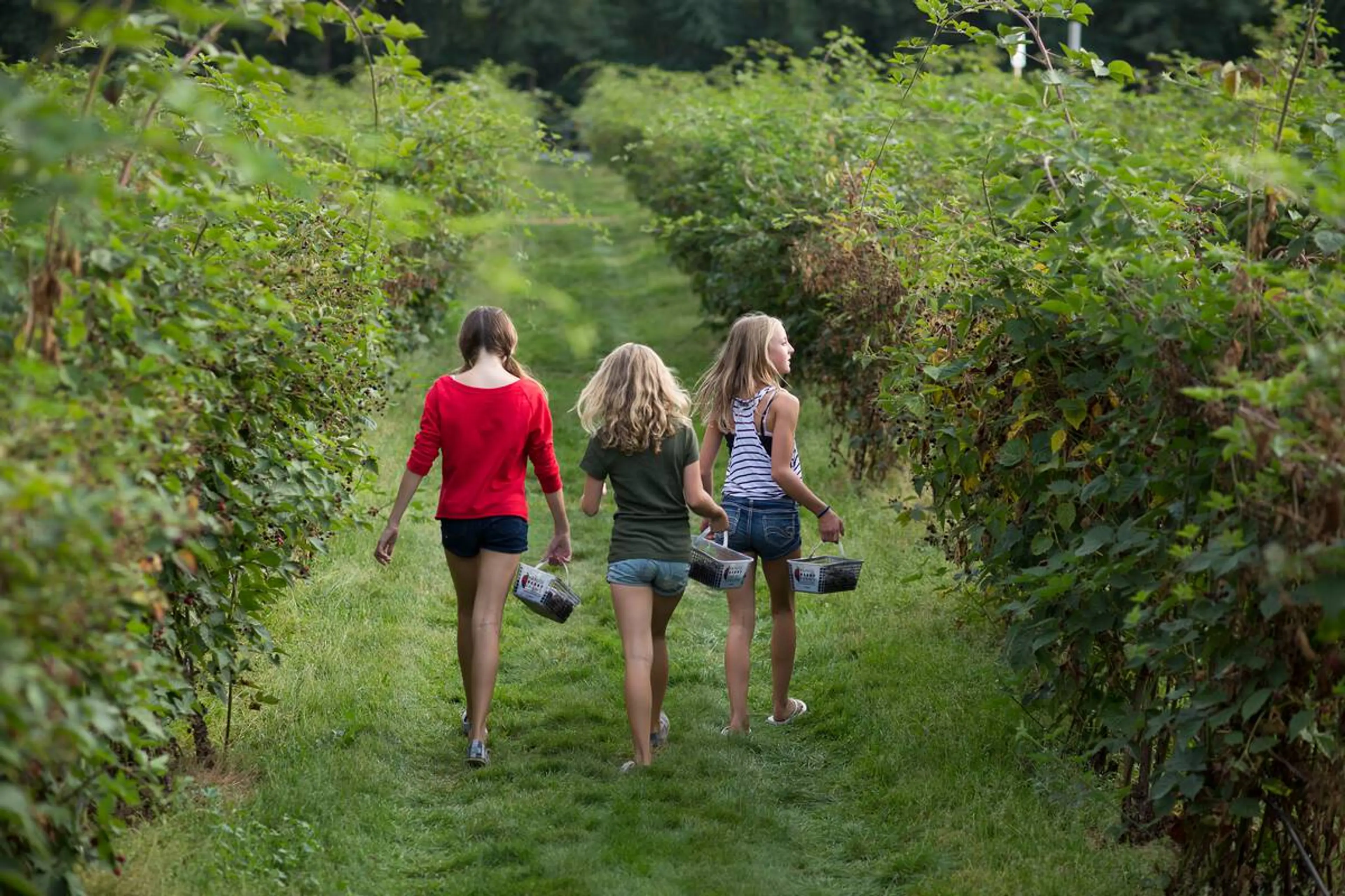 Children picking berries in the U- pick fields at Krause Berry Farms in Langley.