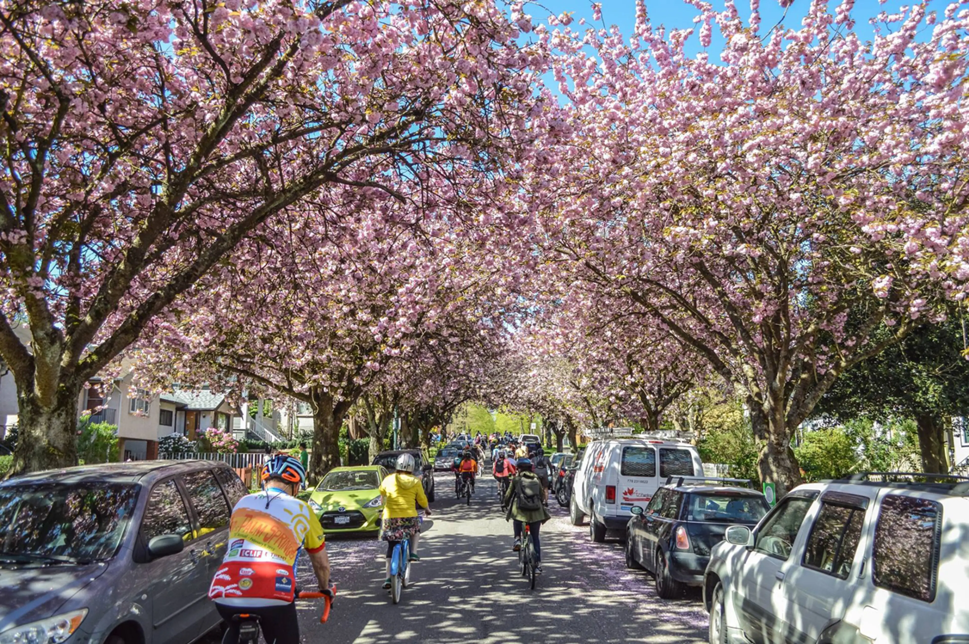 Cyclists bike past cherry blossoms during the 2016 Bike the Blossoms event