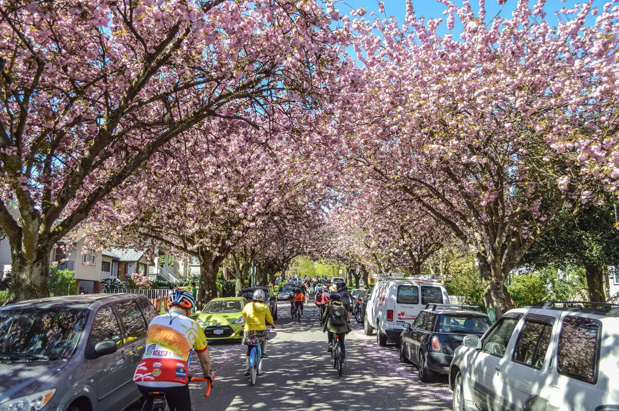 Cyclists bike past cherry blossoms during the 2016 Bike the Blossoms event