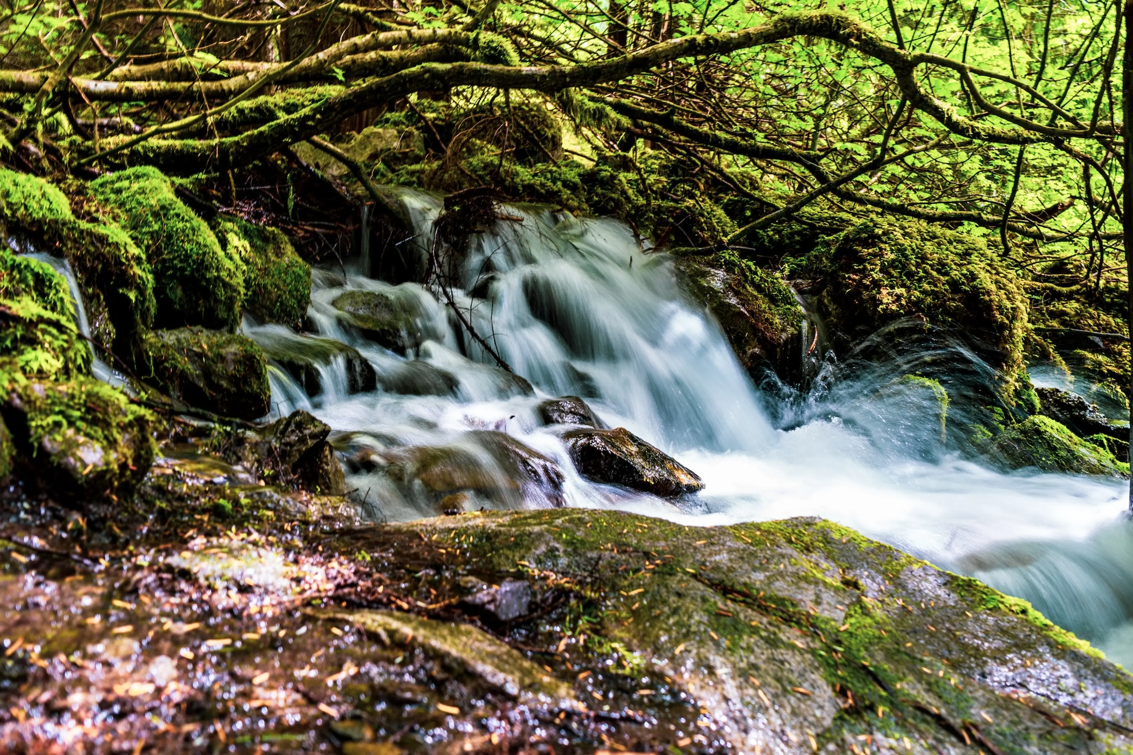 Post Creek on the Lindeman Lake Trail in Chilliwack