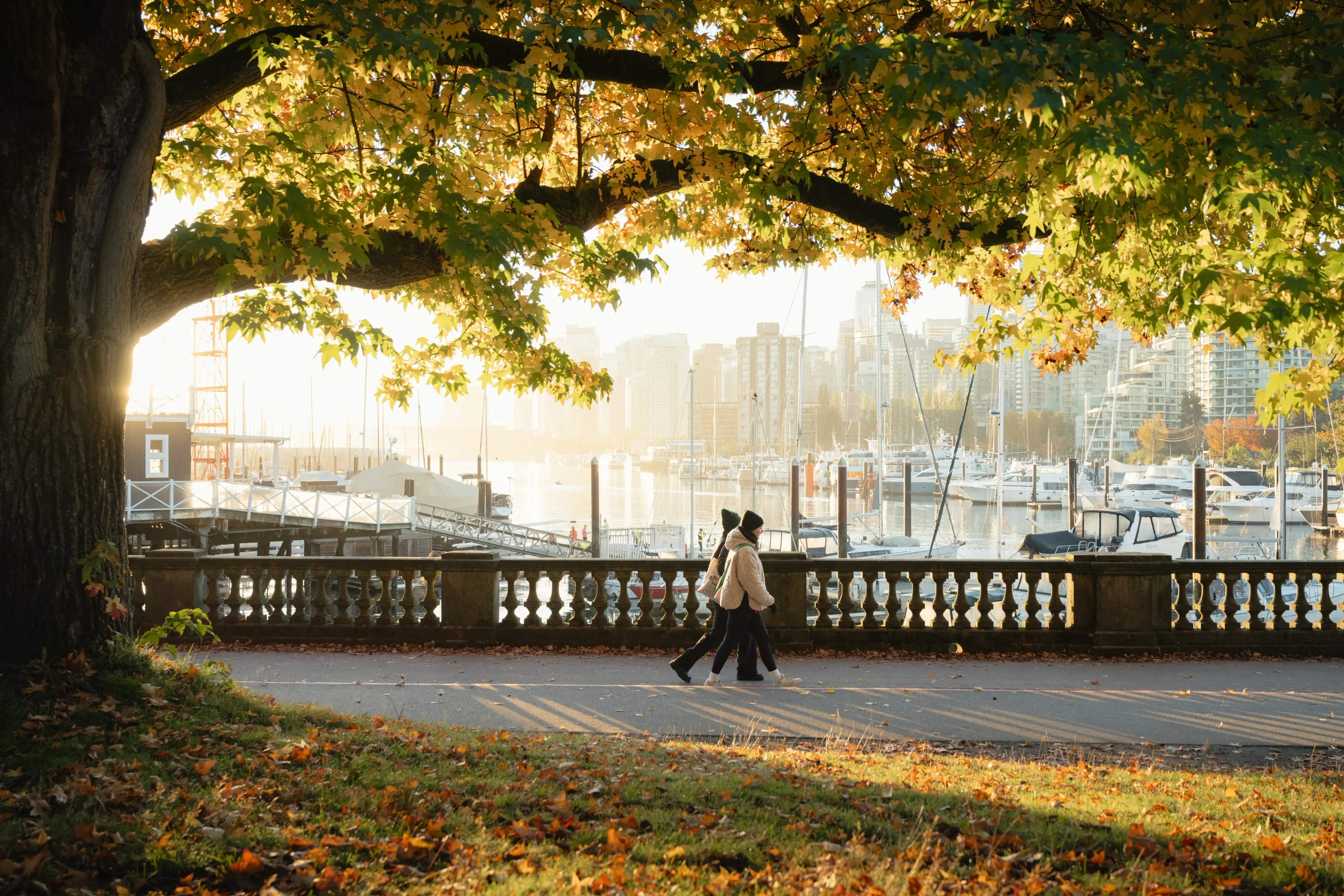 Two people walking on a path under a large tree with yellow leaves near a marina with boats and city buildings in the background.