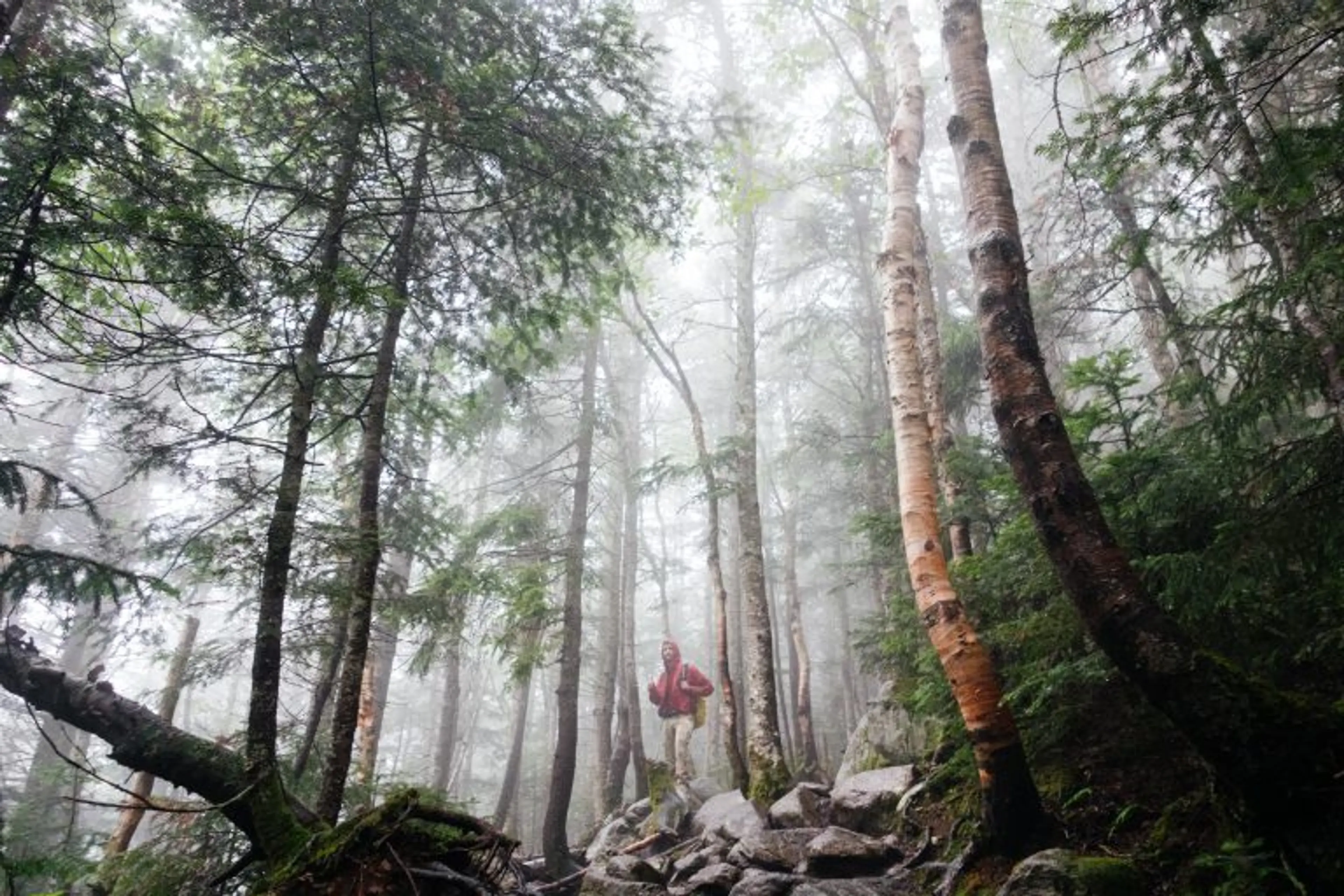 5 Rainy Day Hikes in Vancouver