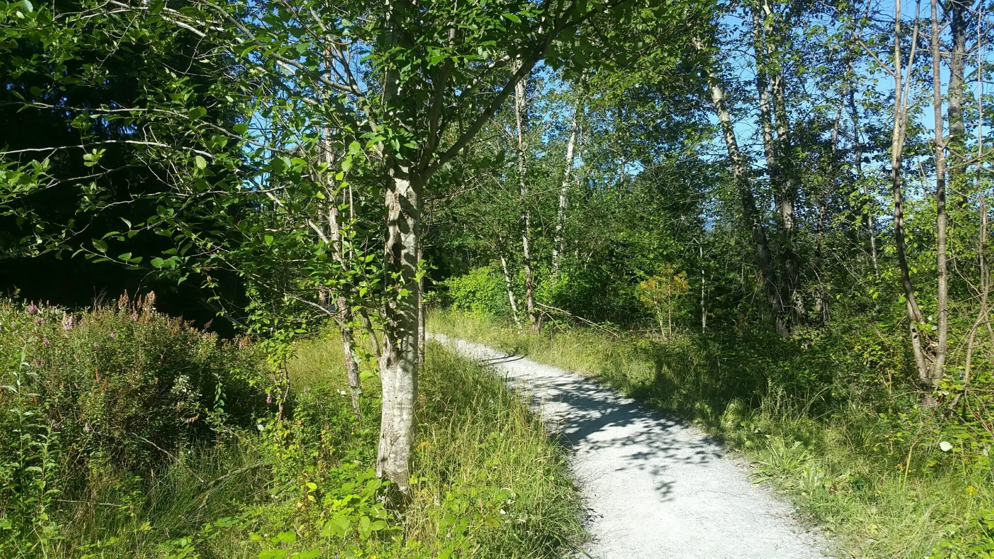 Trail through the forest at Maplewood Flats in North Vancouver