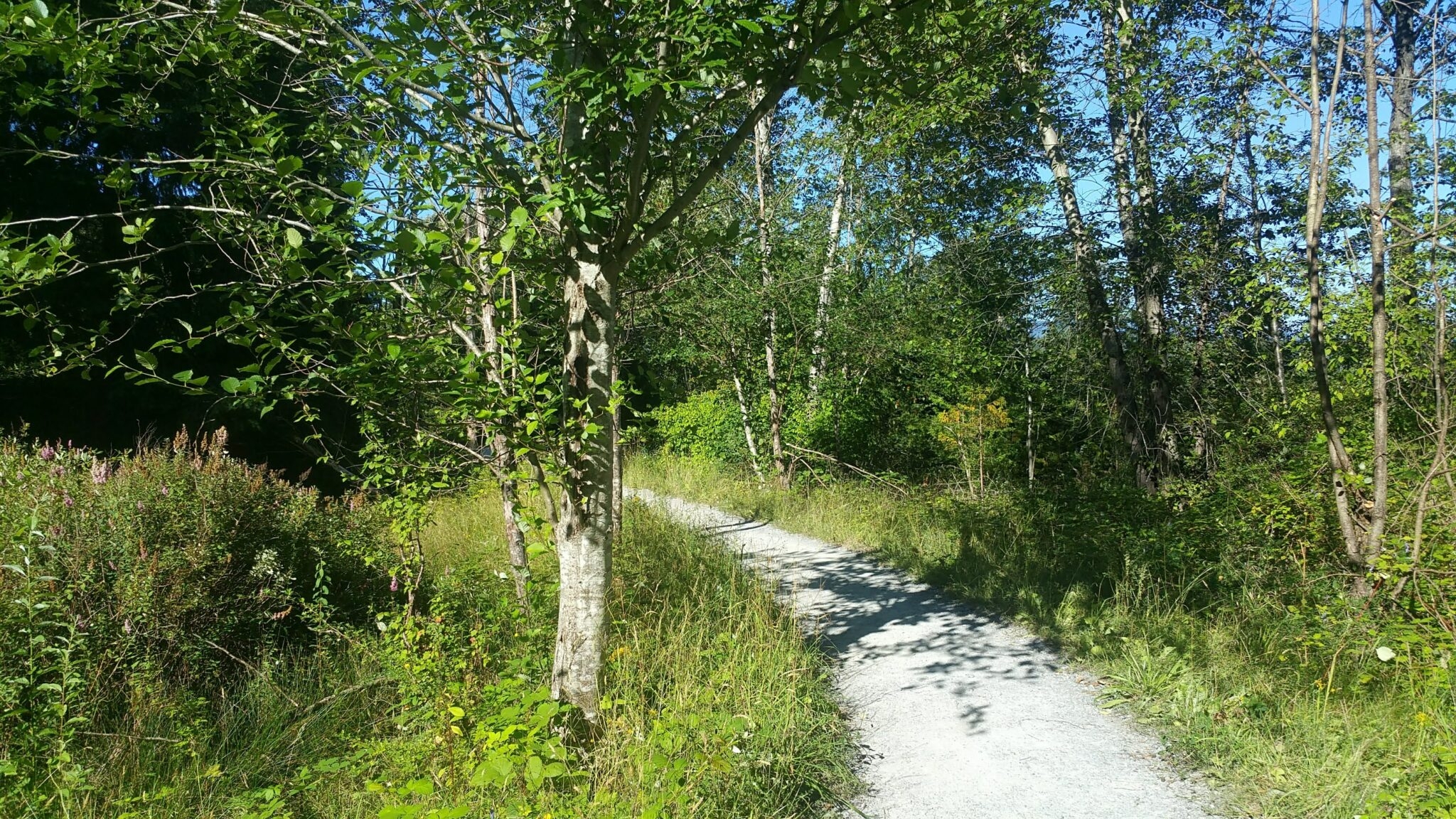Trail through the forest at Maplewood Flats in North Vancouver