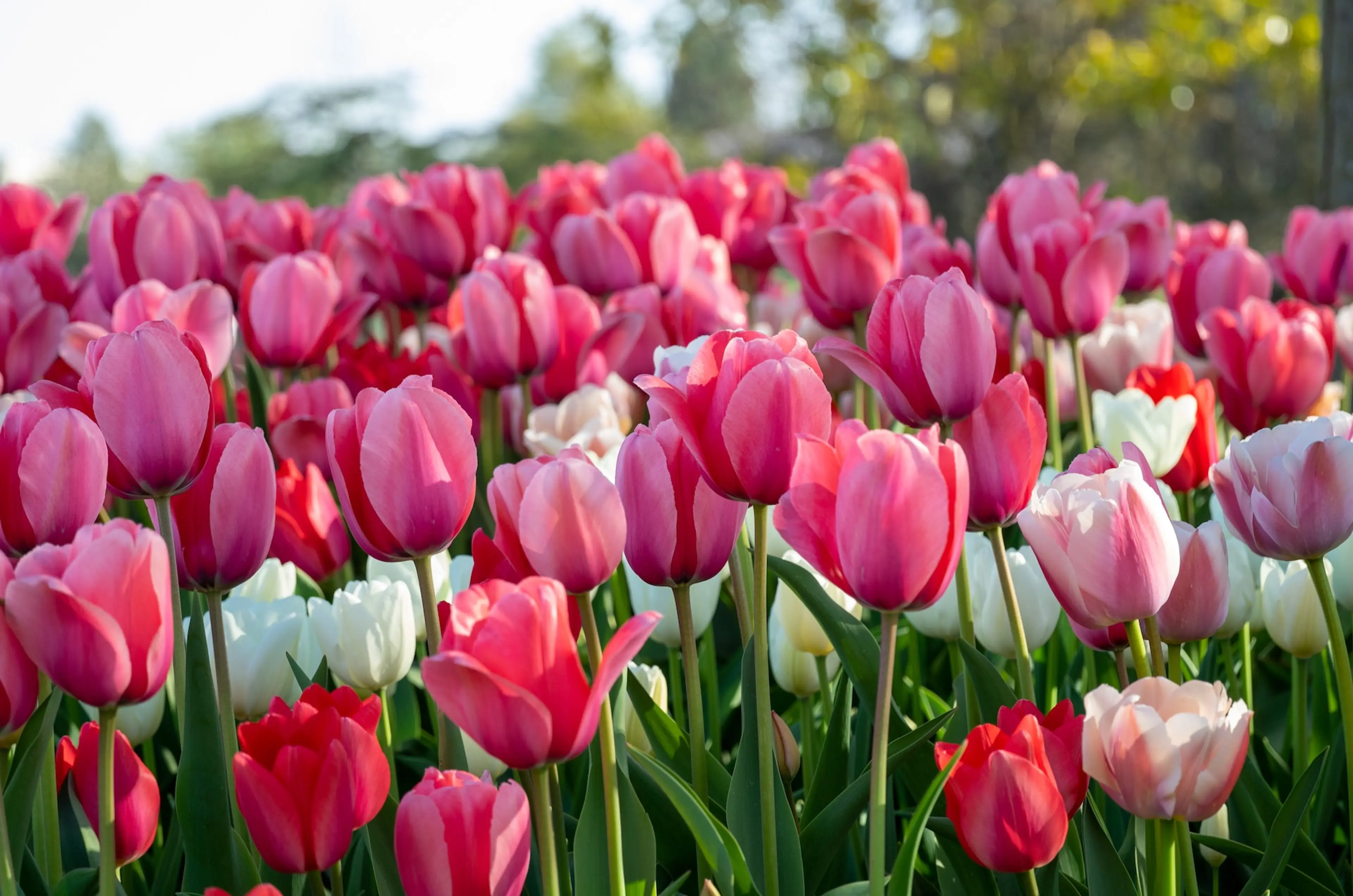 Where to Enjoy Tulips in Vancouver in Spring 2023