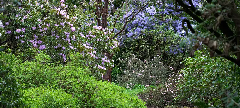 Asian Garden