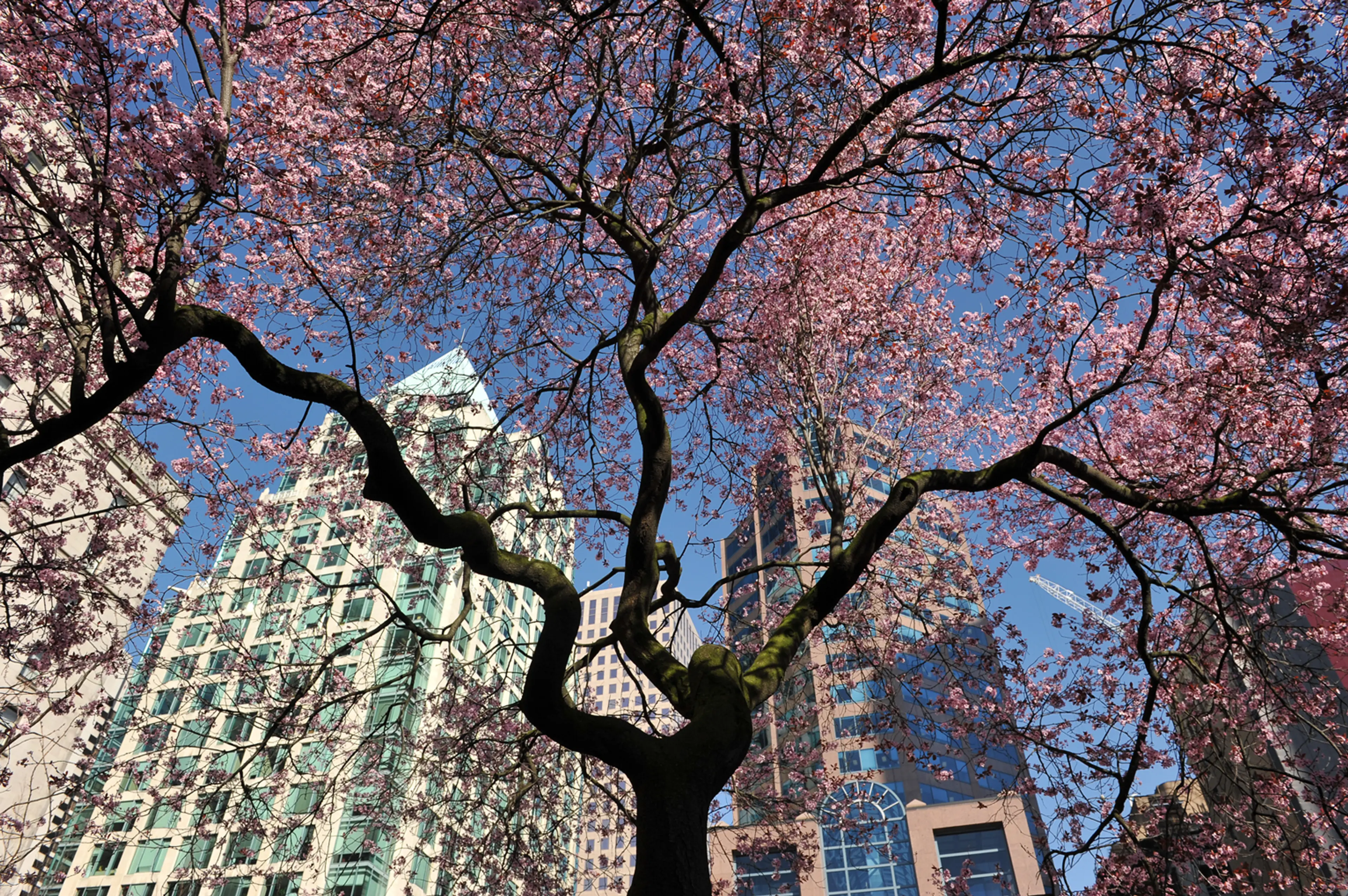 Put some spring in your step – April 2019 Vancouver Wellness Events