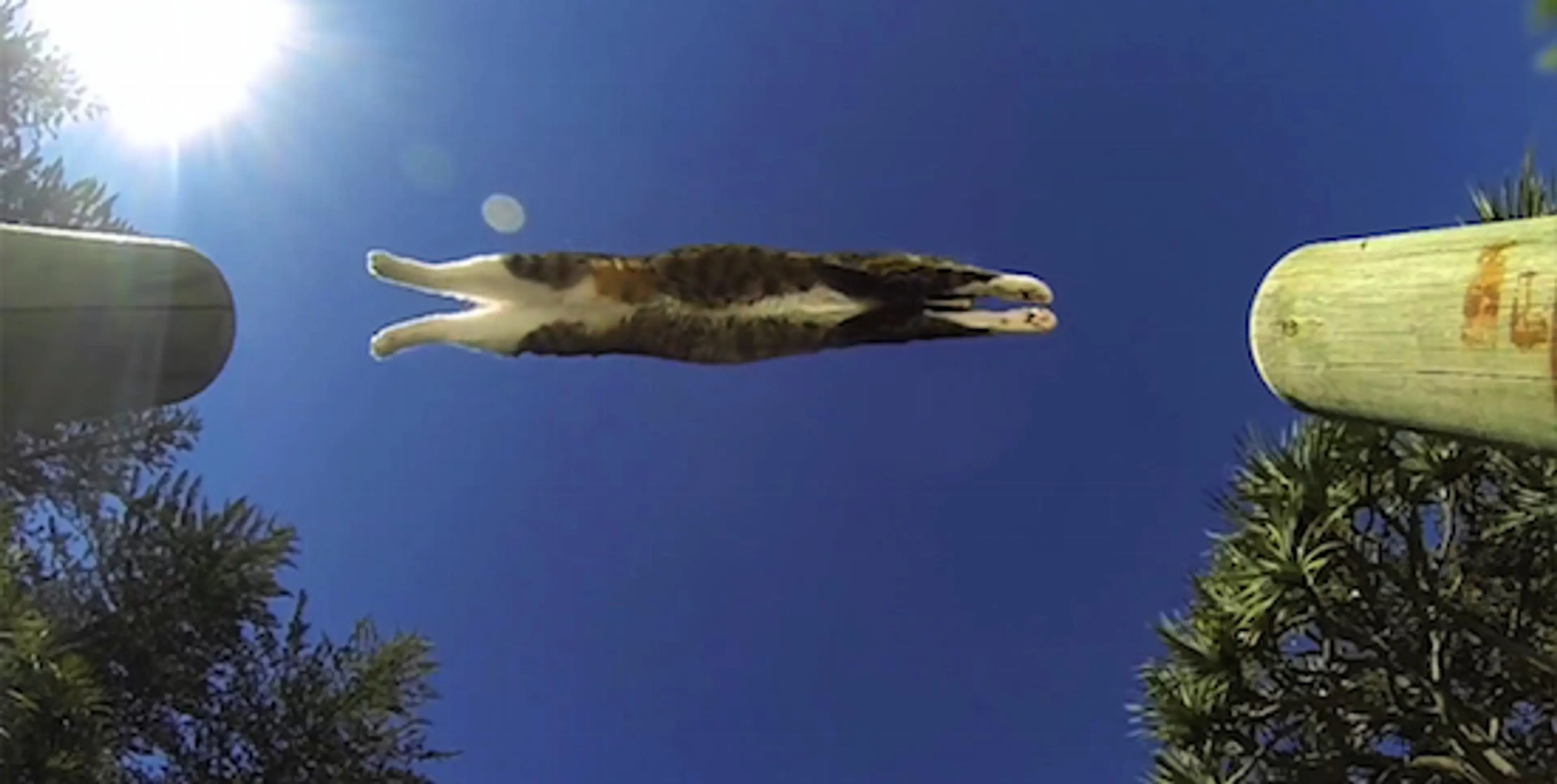 ‘Cat stuck in a vase’ and other cinematic classics at Just for Cats Festival 2016