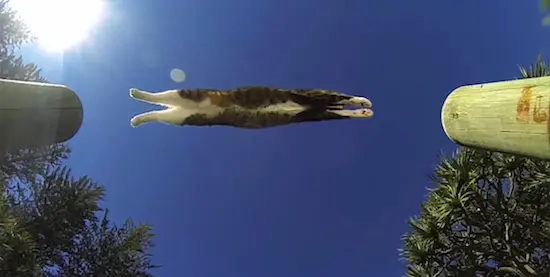 ‘Cat stuck in a vase’ and other cinematic classics at Just for Cats Festival 2016
