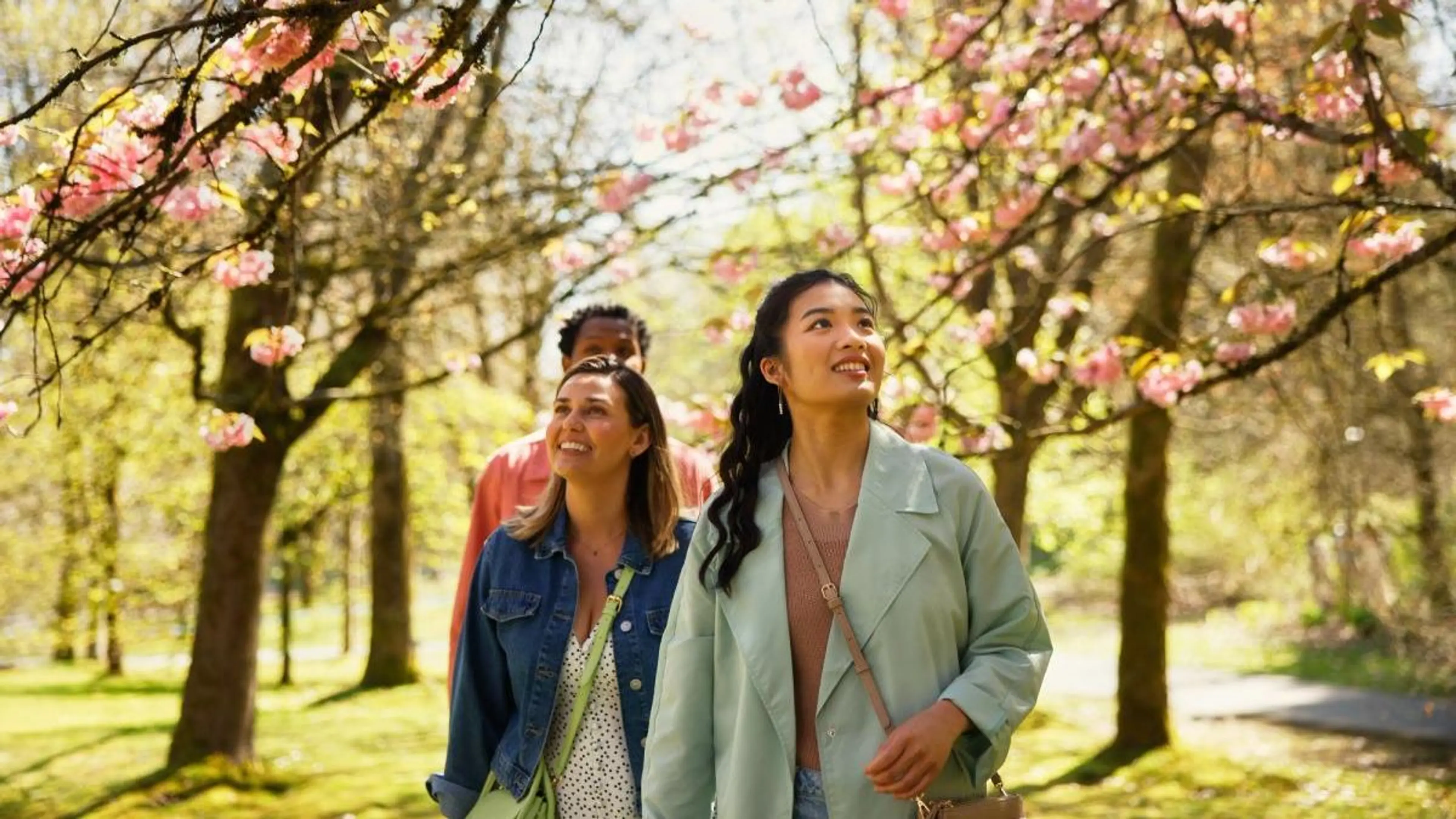 Three people walking under blooming cherry blossom trees in a sunlit park, smiling and looking up.