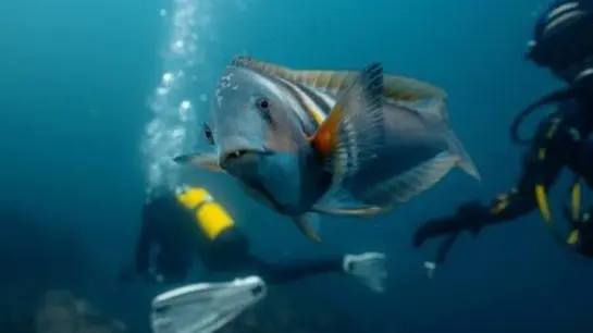 A large fish swimming underwater with two scuba divers in the background.