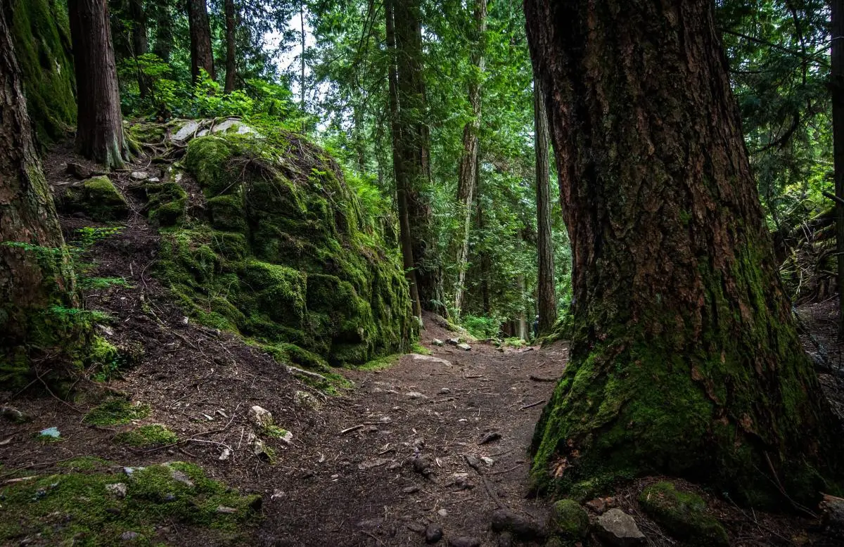 Forest path at Lighthouse Park