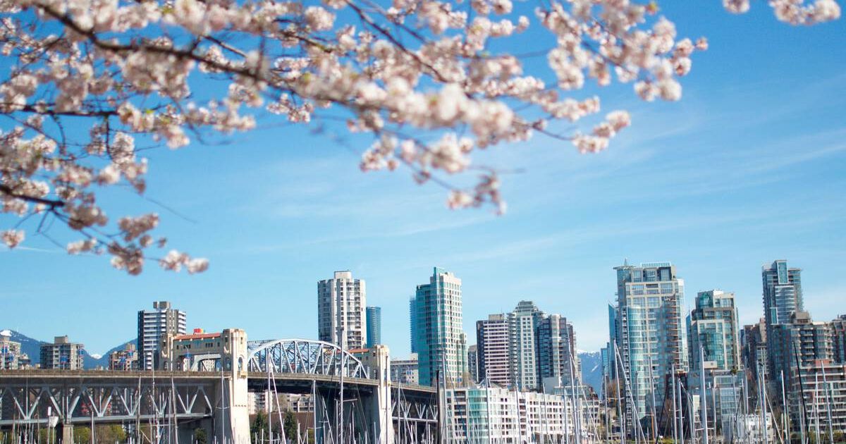 Vancouver Turns Pink During the 2024 Cherry Blossom Festival ...