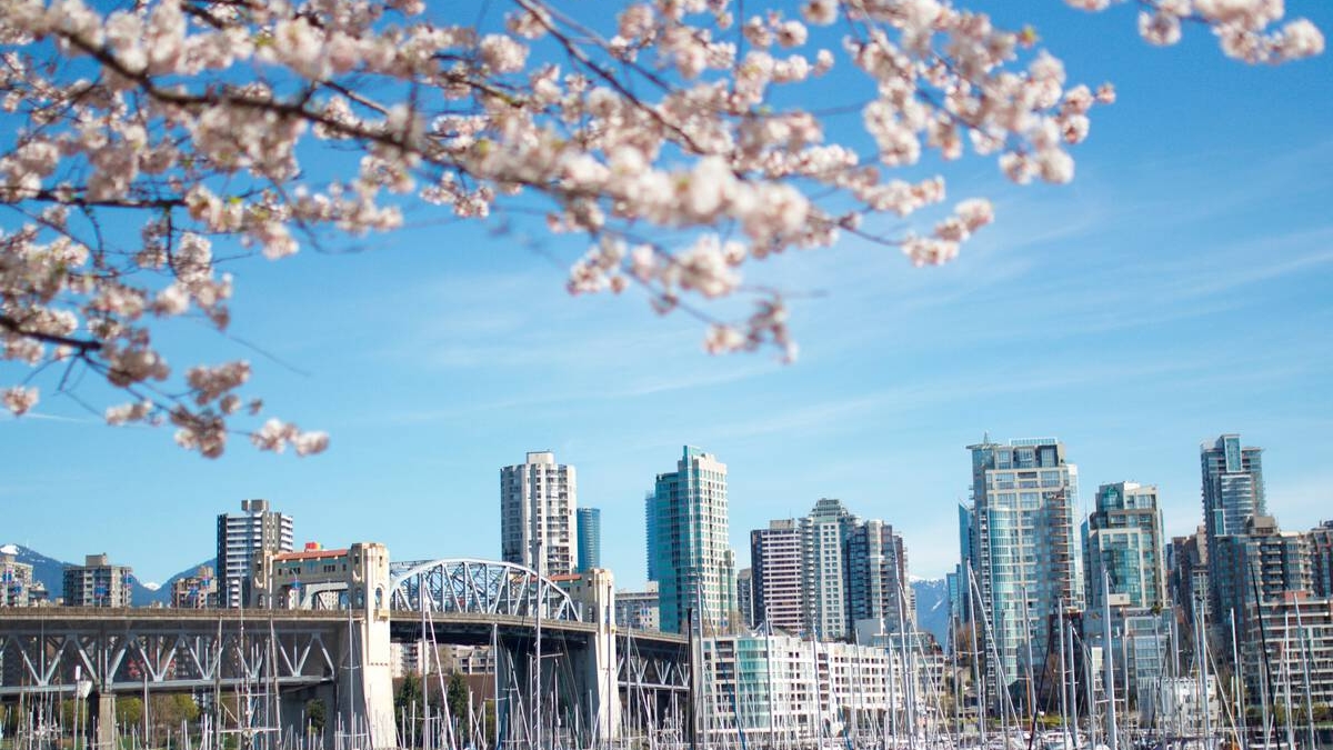 Cherry blossoms at False Creek.