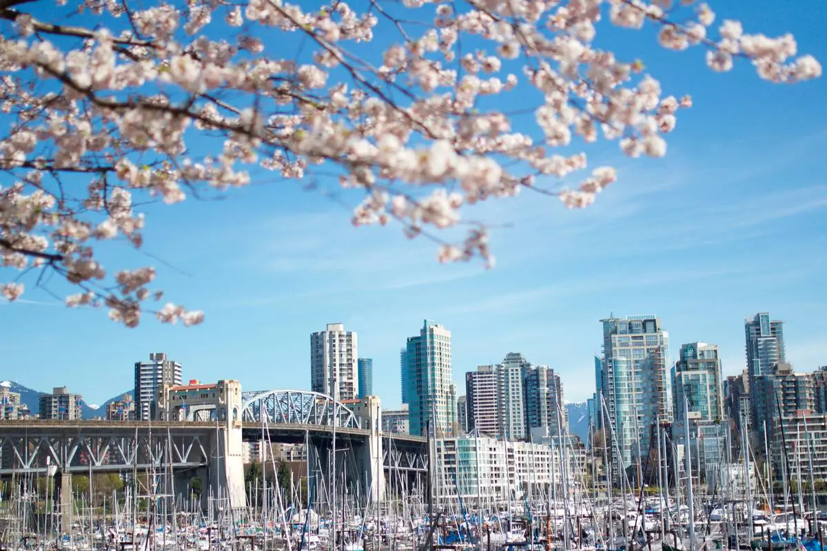 Cherry blossoms at False Creek.