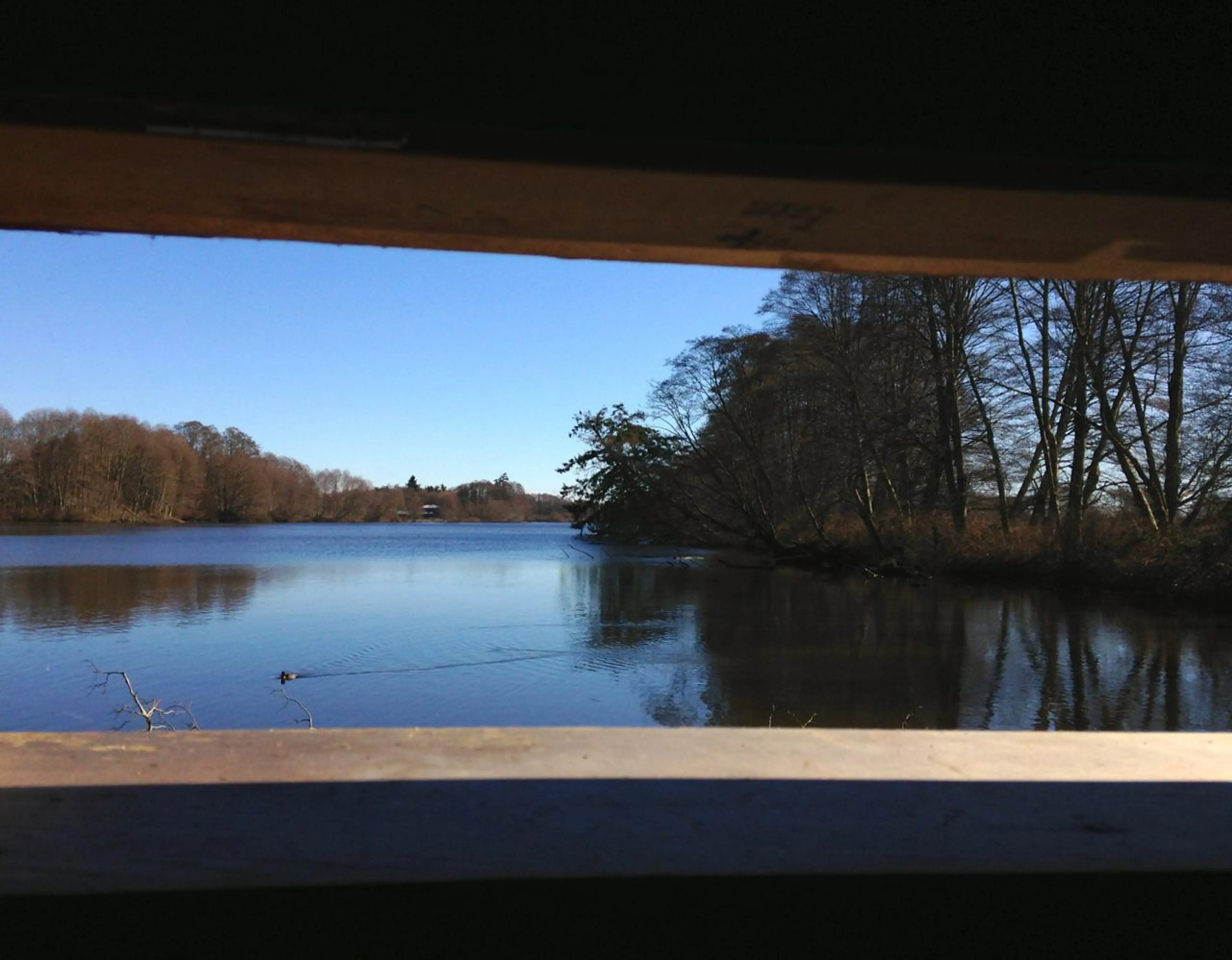 Looking out from inside a bird blind at Reifel Bird Santcuary in Ladner