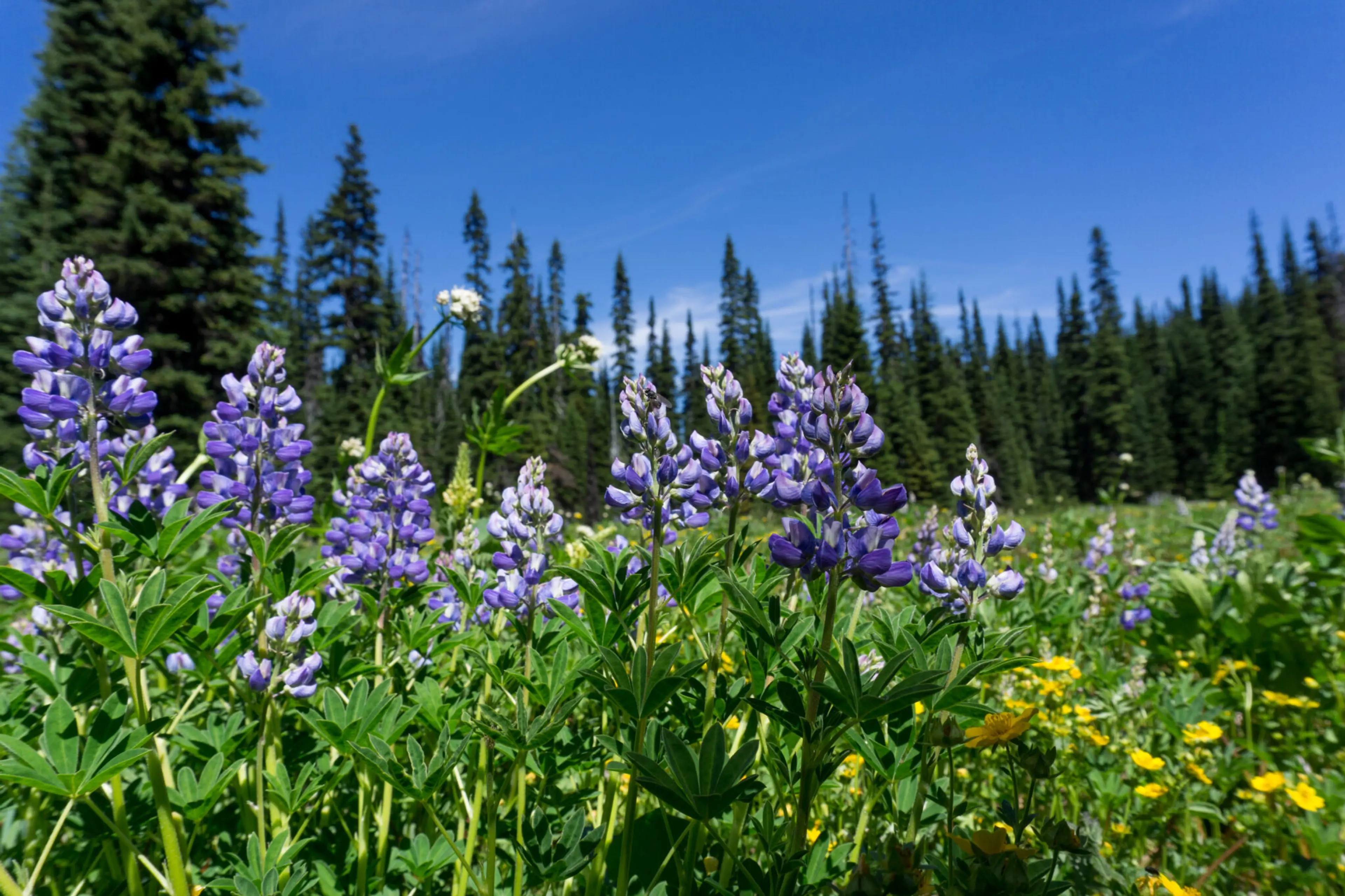 Wildflowers on the Heather Trail in Manning Park