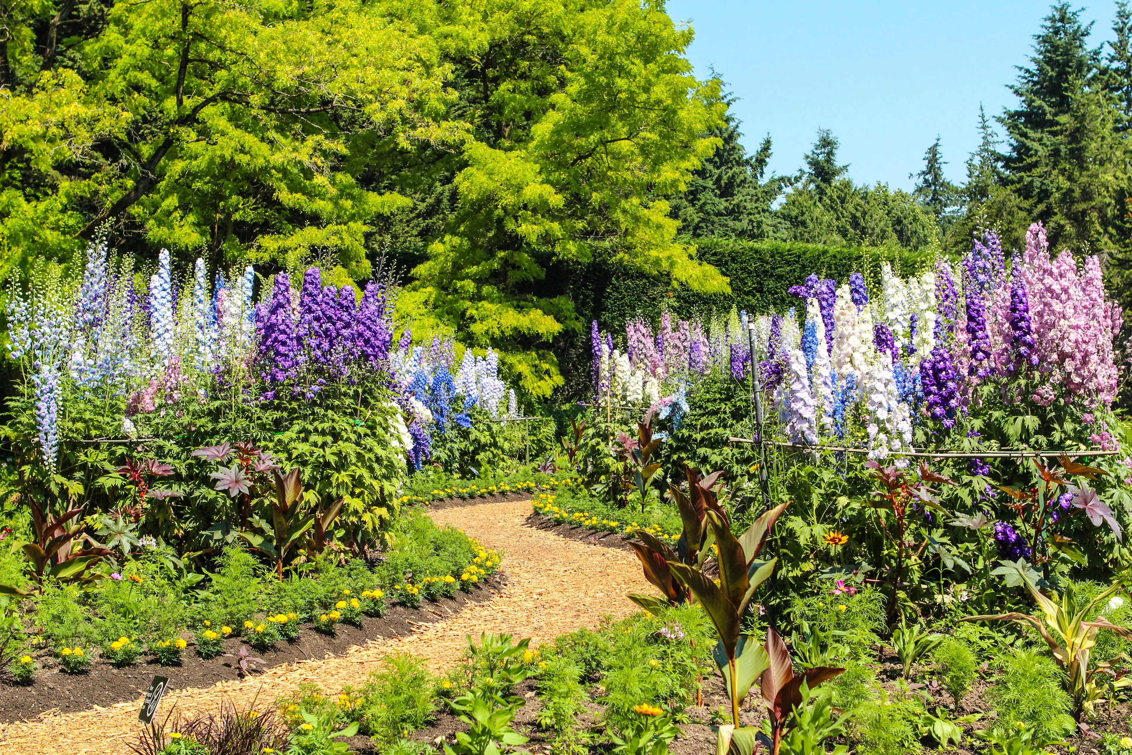 Delphiniums along a path at VanDusen Garden. 