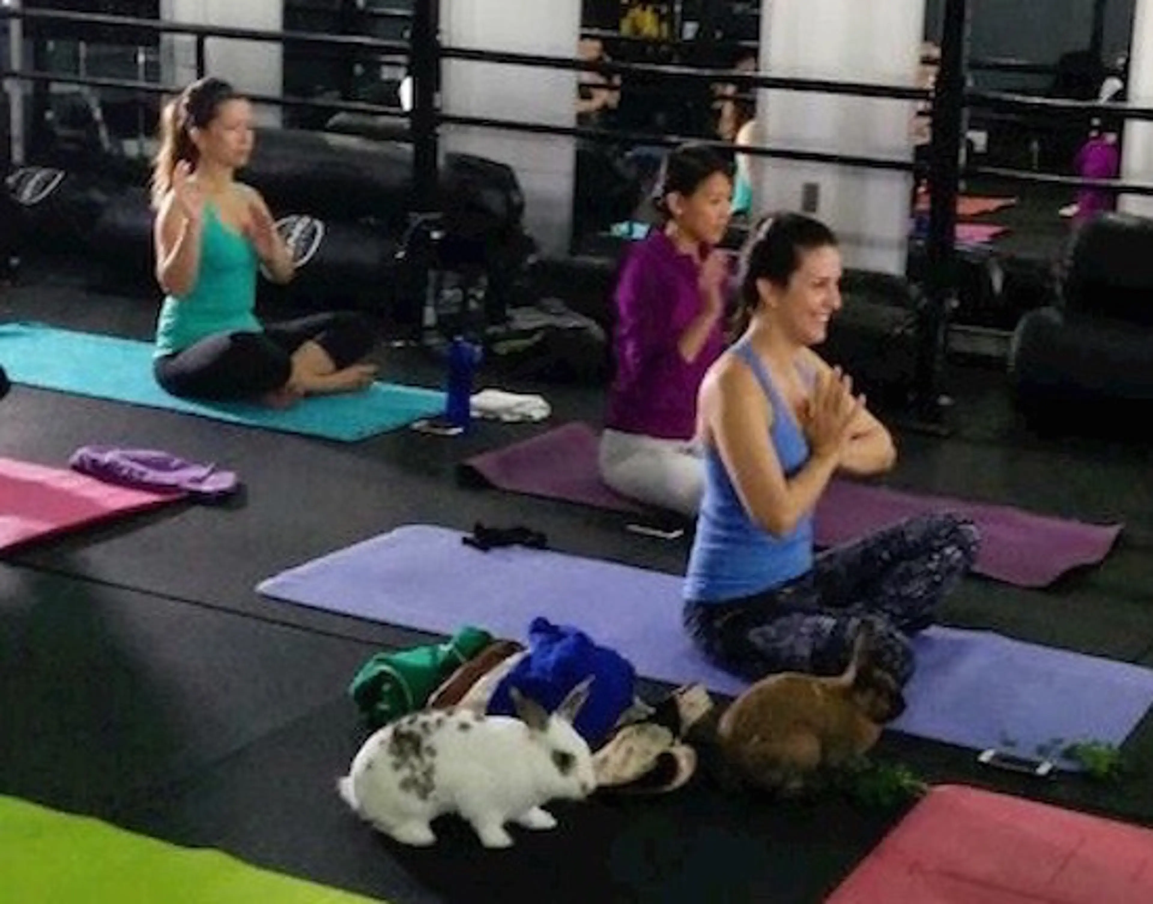 Bunny Yoga Is Happening in Vancouver