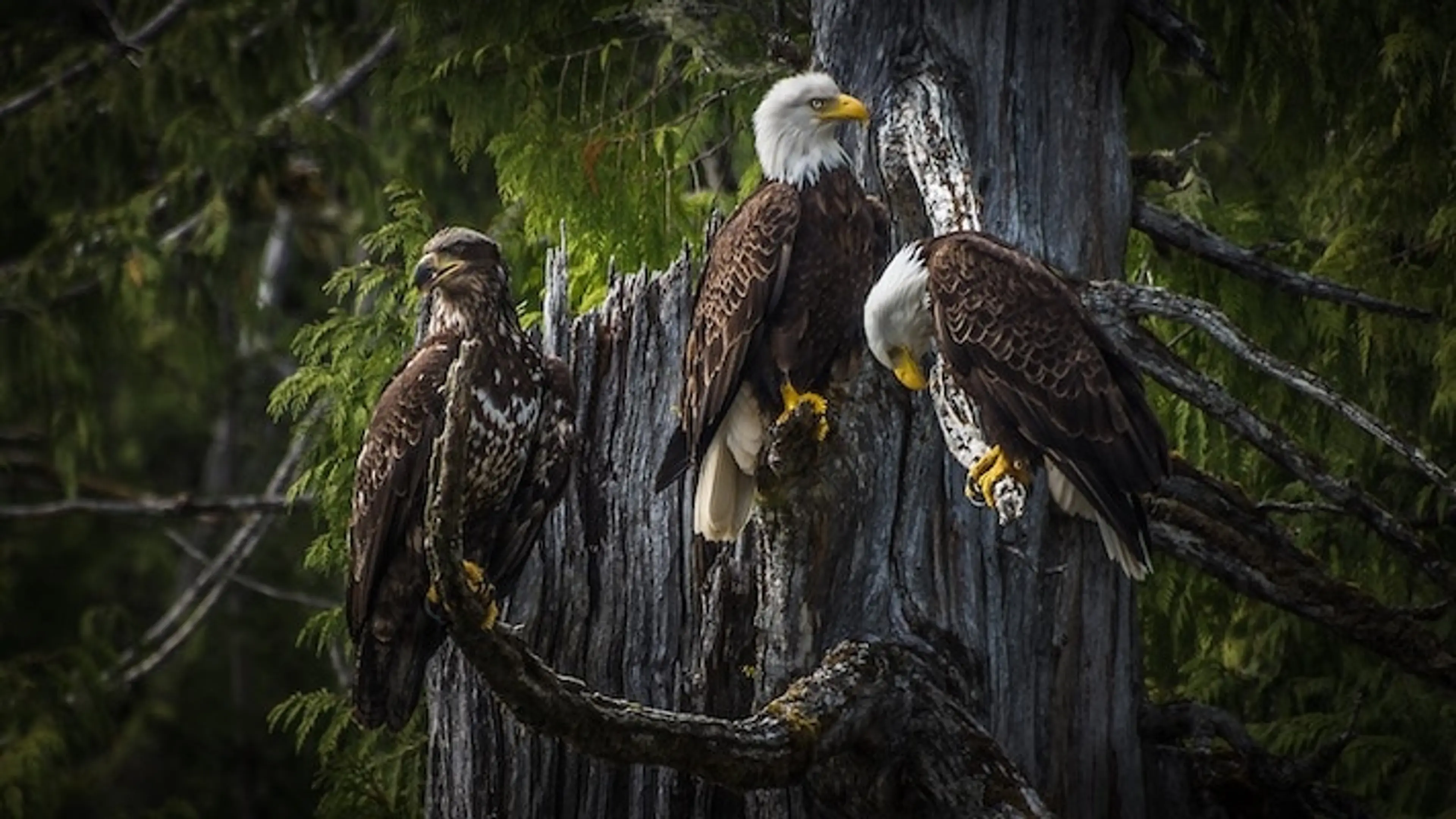 You Can Spot Hundreds of Bald Eagles in Squamish Right Now