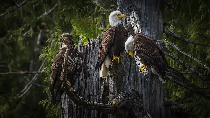 You Can Spot Hundreds of Bald Eagles in Squamish Right Now