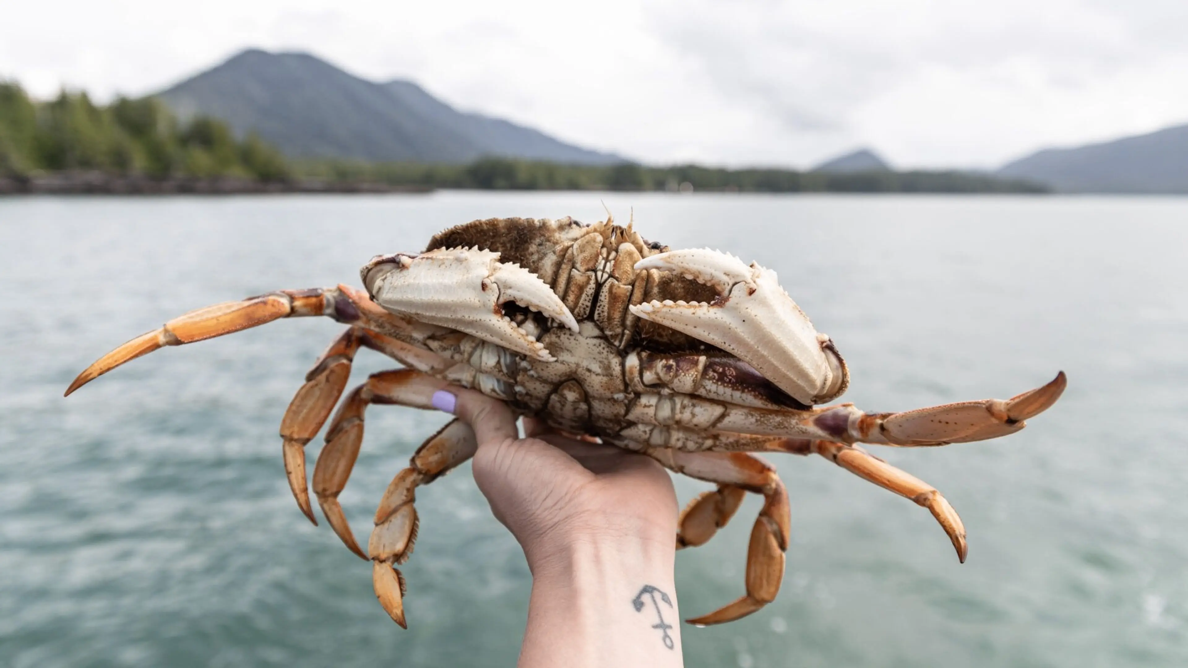 A person holding a large crab with mountains and water in the background.