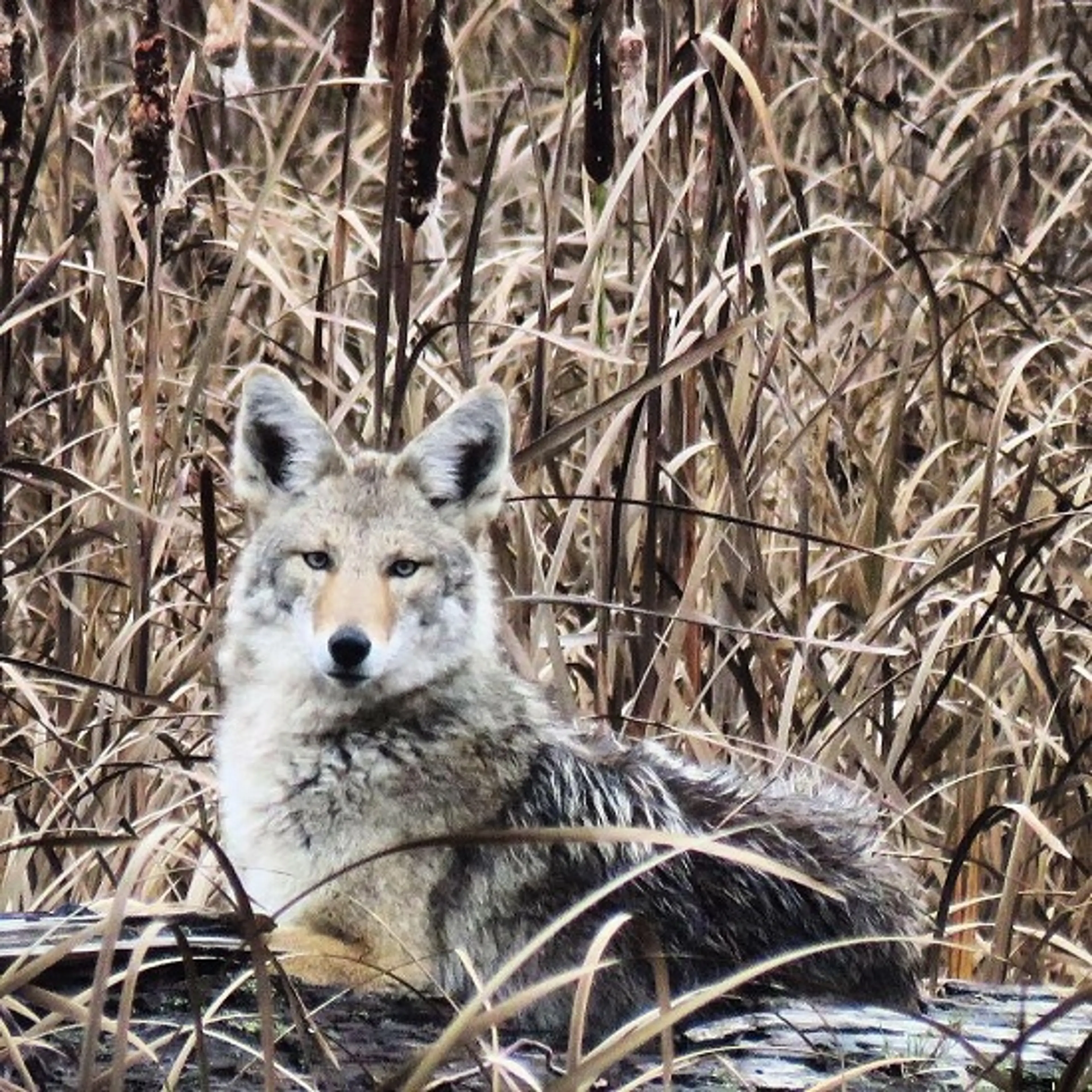 Meet the Locals on Family Day