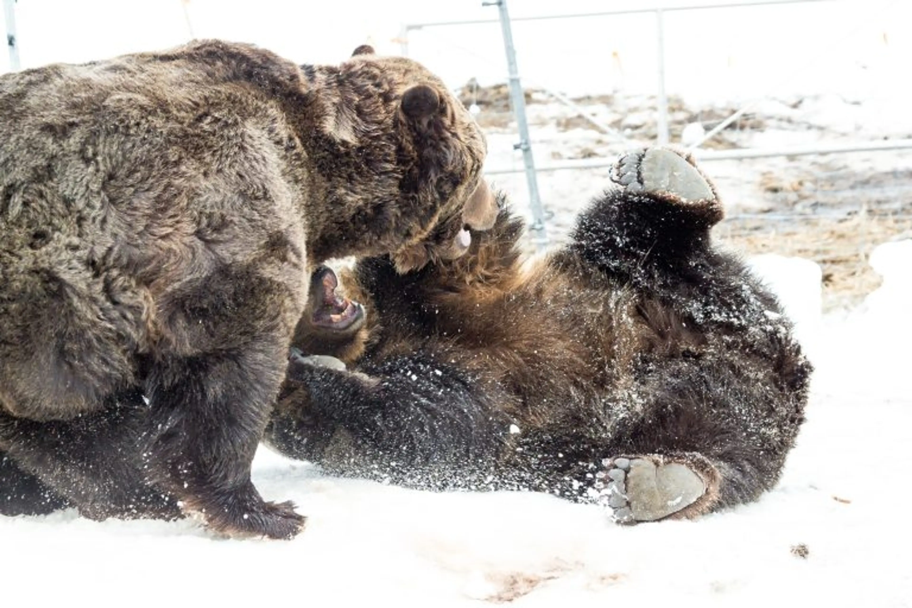grouse mountain grizzlies